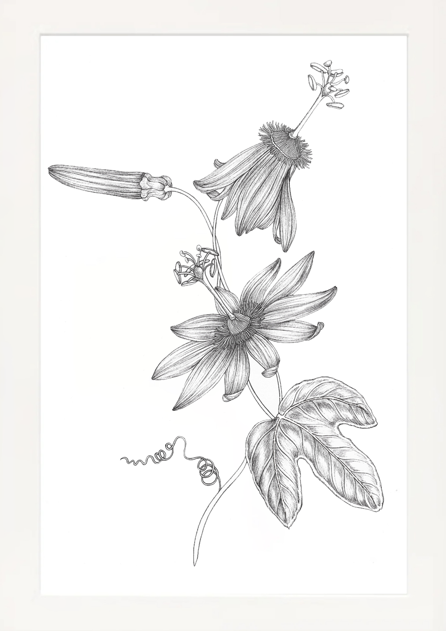 'Passion Flower, 2026' | Signed Original A4 Illustration