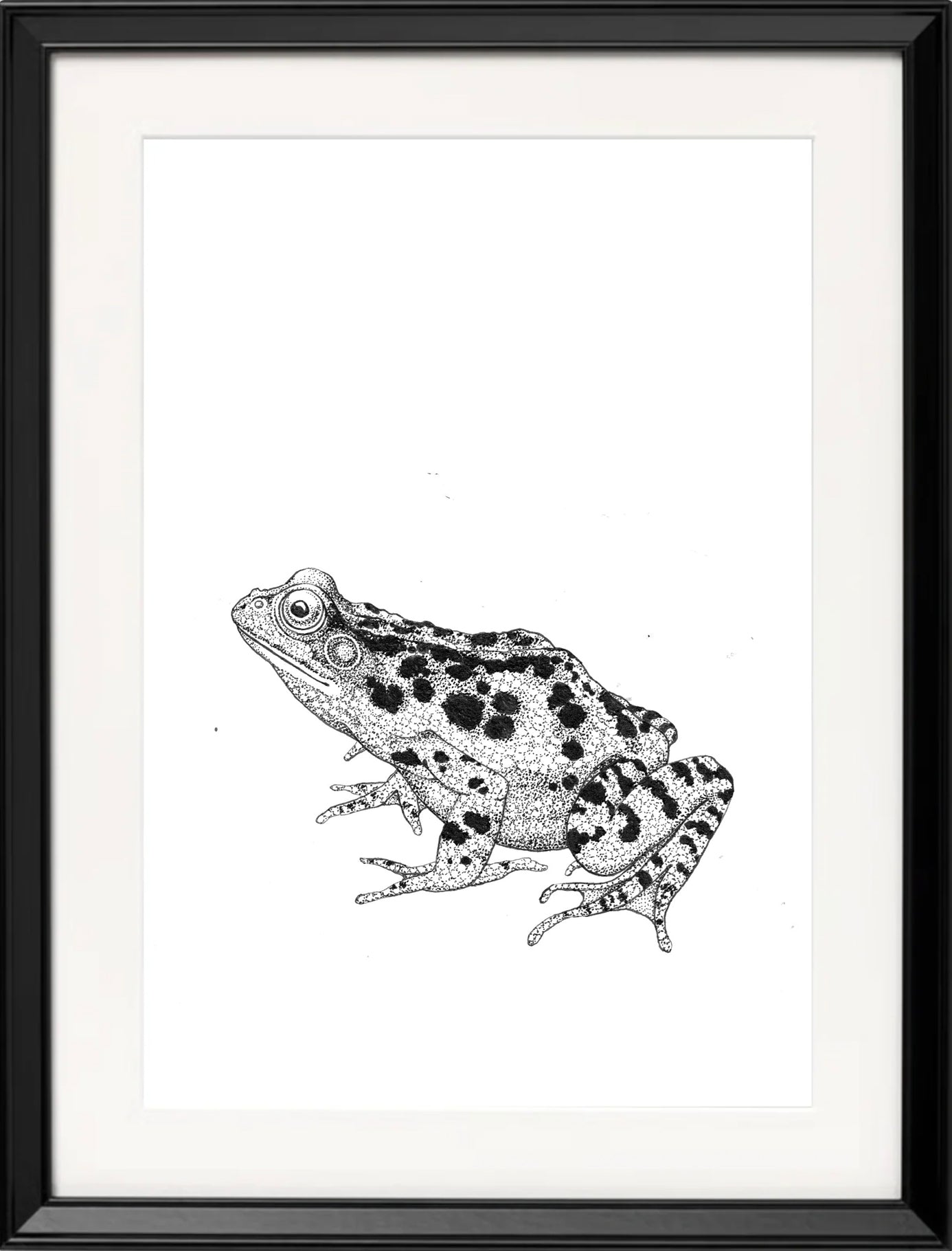 'Frog, 2023' | Signed Original A4 Illustration