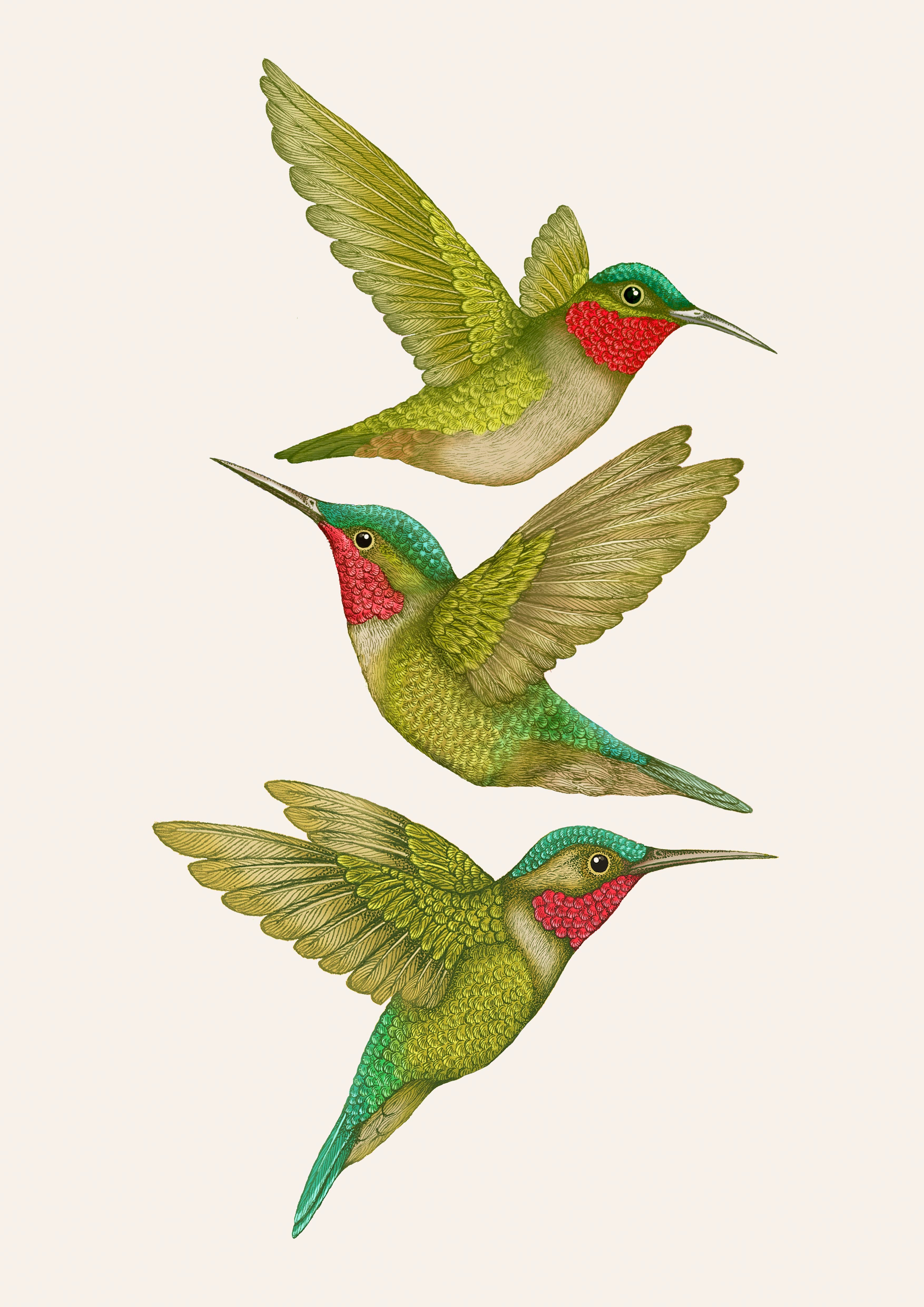 'Antique Tropical Hummingbirds' Cream Fine Art Print