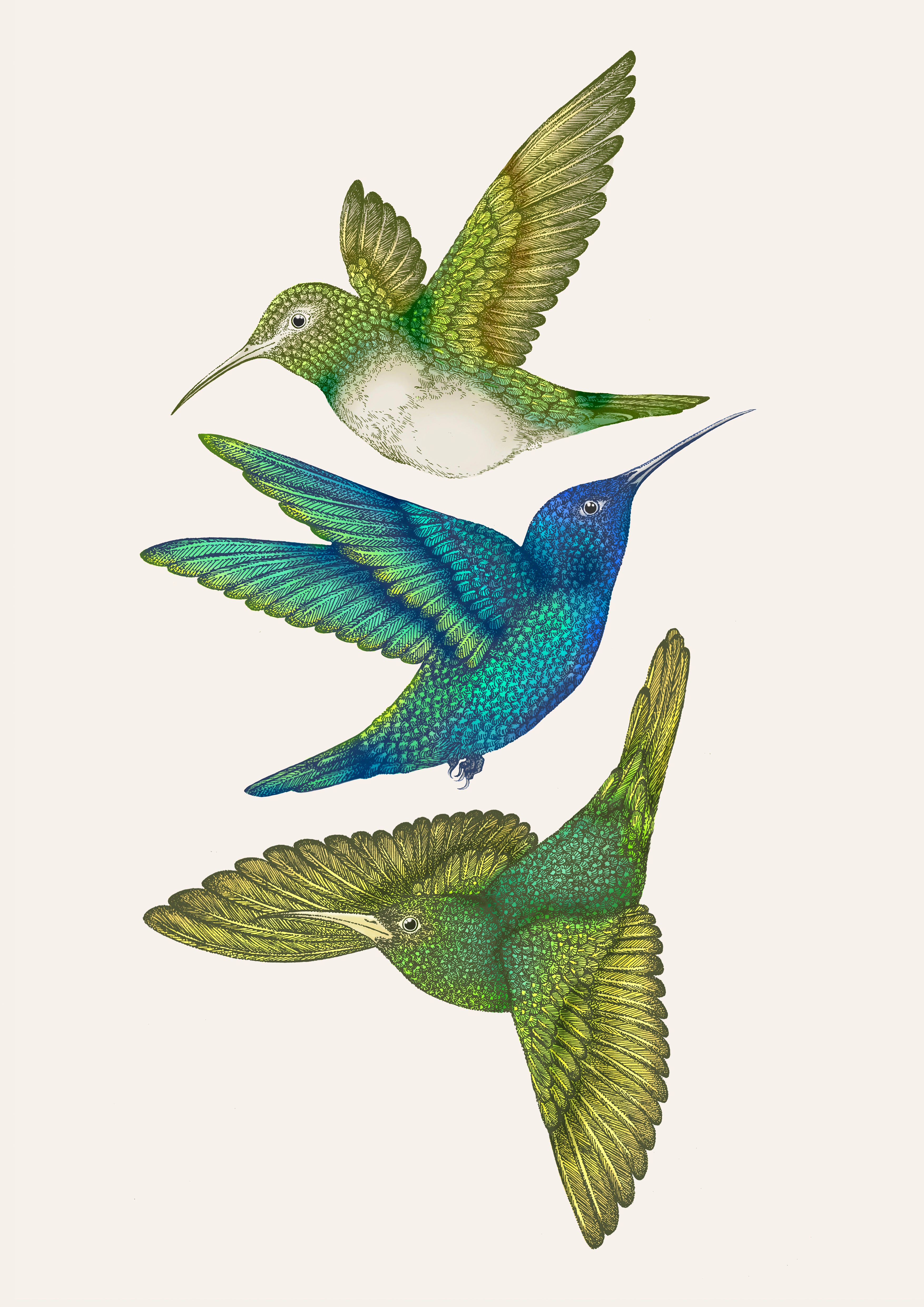 'Antique Hummingbirds III' Fine Art Print