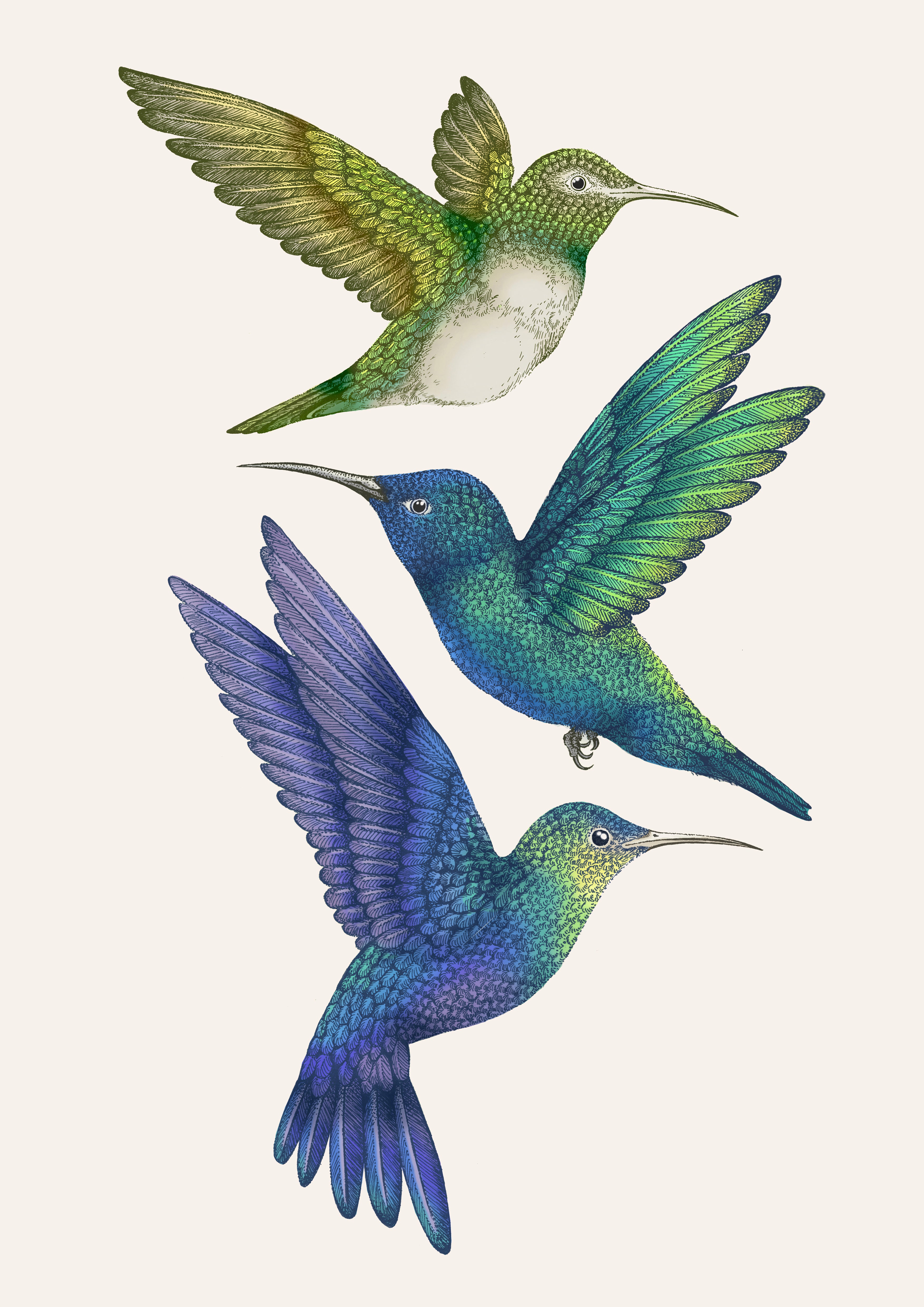 'Antique Hummingbirds II' Fine Art Print