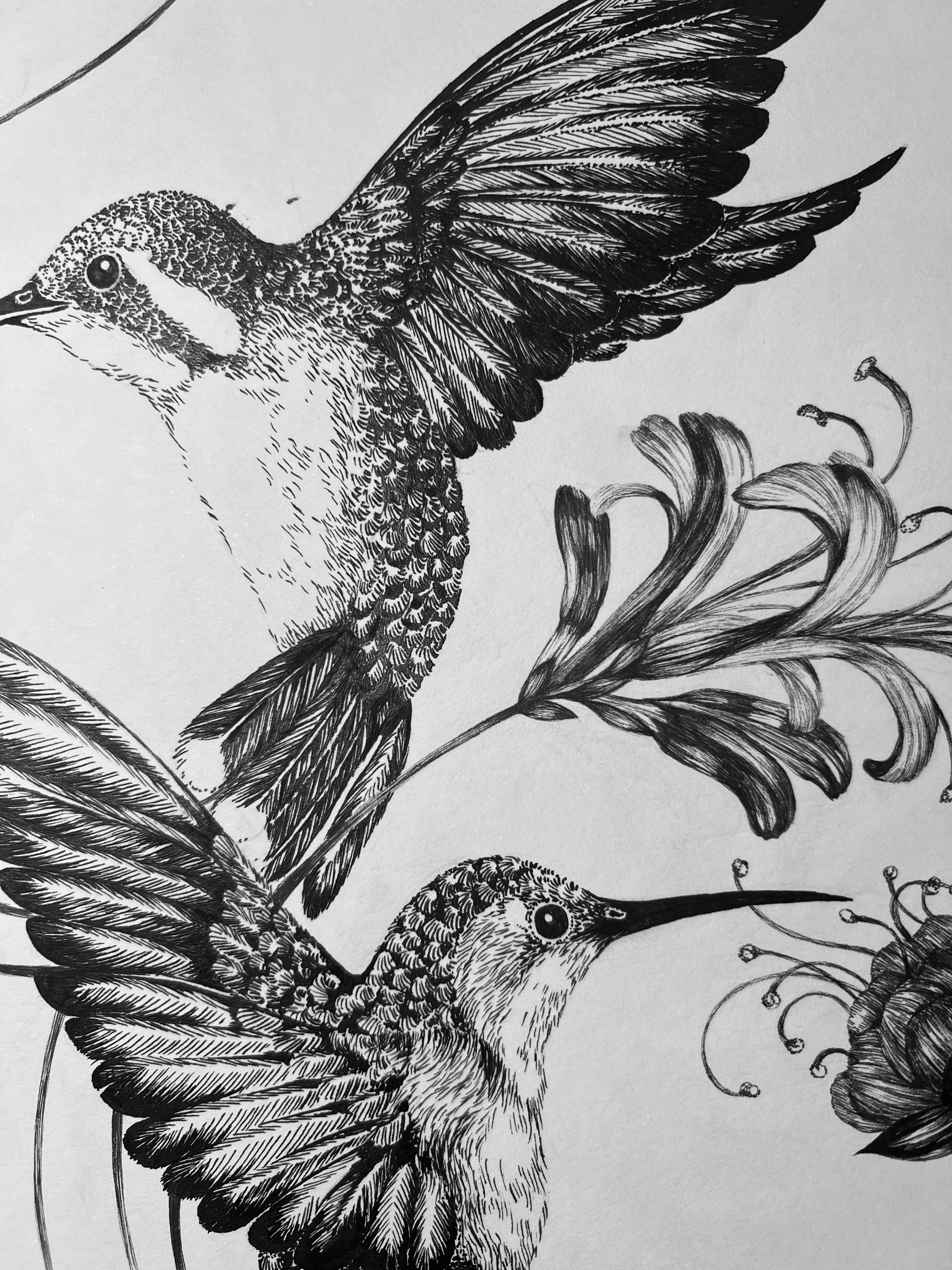 'Hummingbirds & Honeysuckle, 2015' | Signed Original A3 Illustration