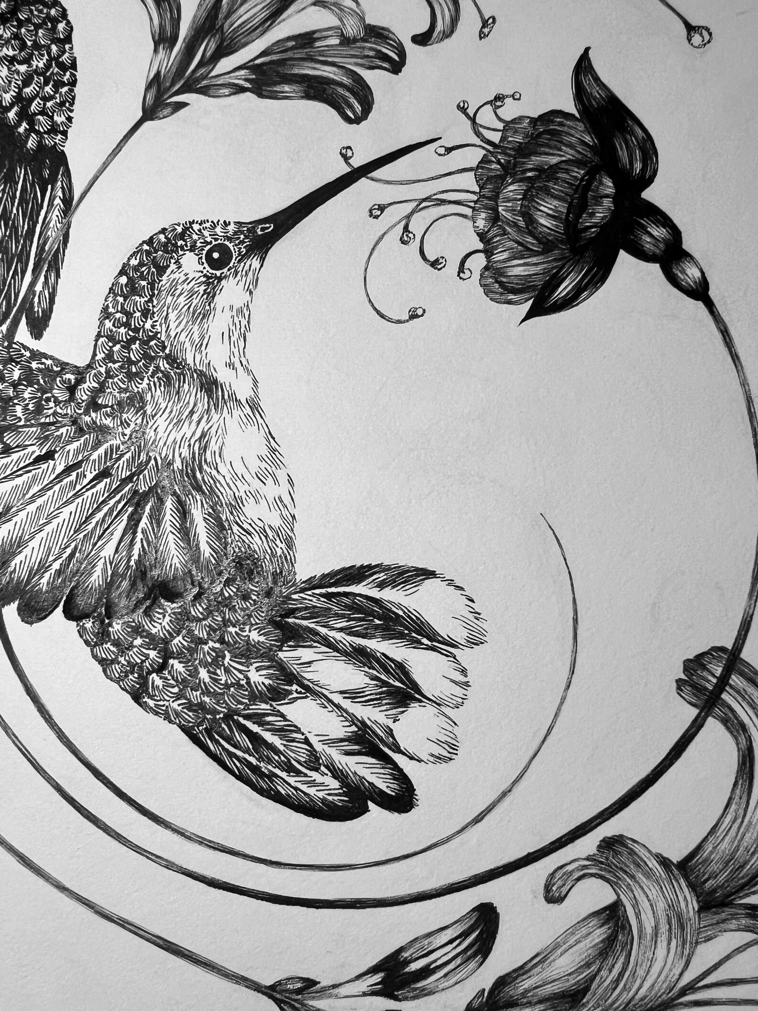 'Hummingbirds & Honeysuckle, 2015' | Signed Original A3 Illustration