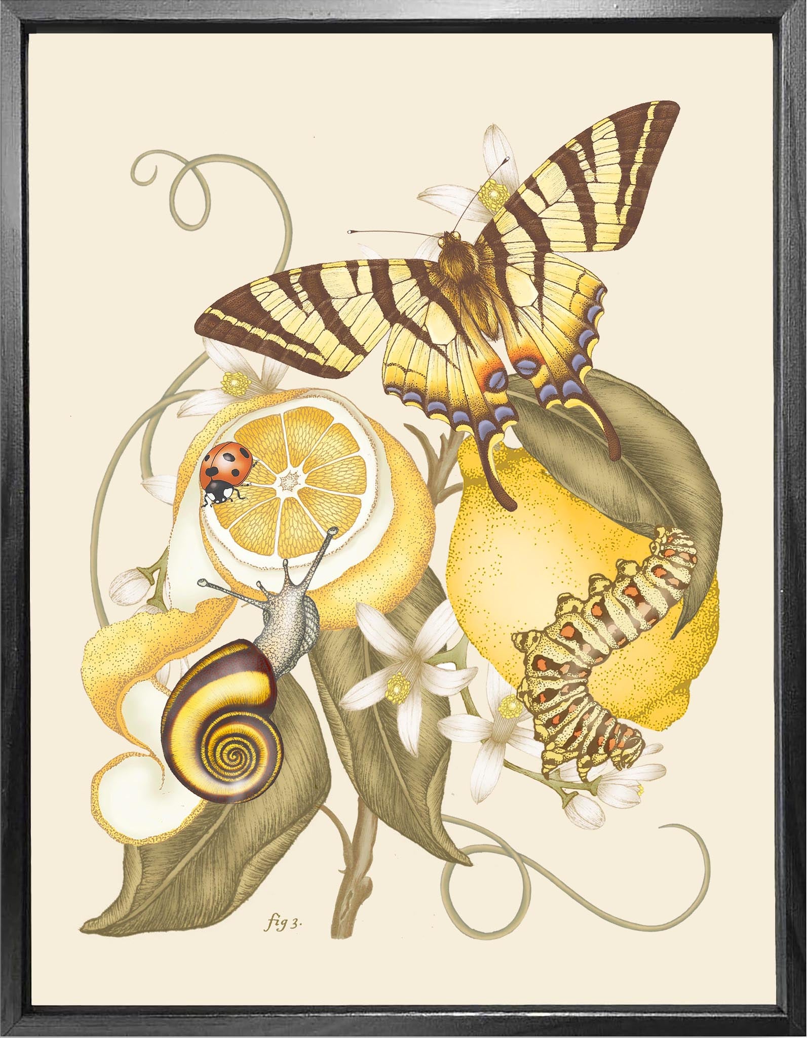 'Lemon & Swallowtail Still Life' Fine Art Print