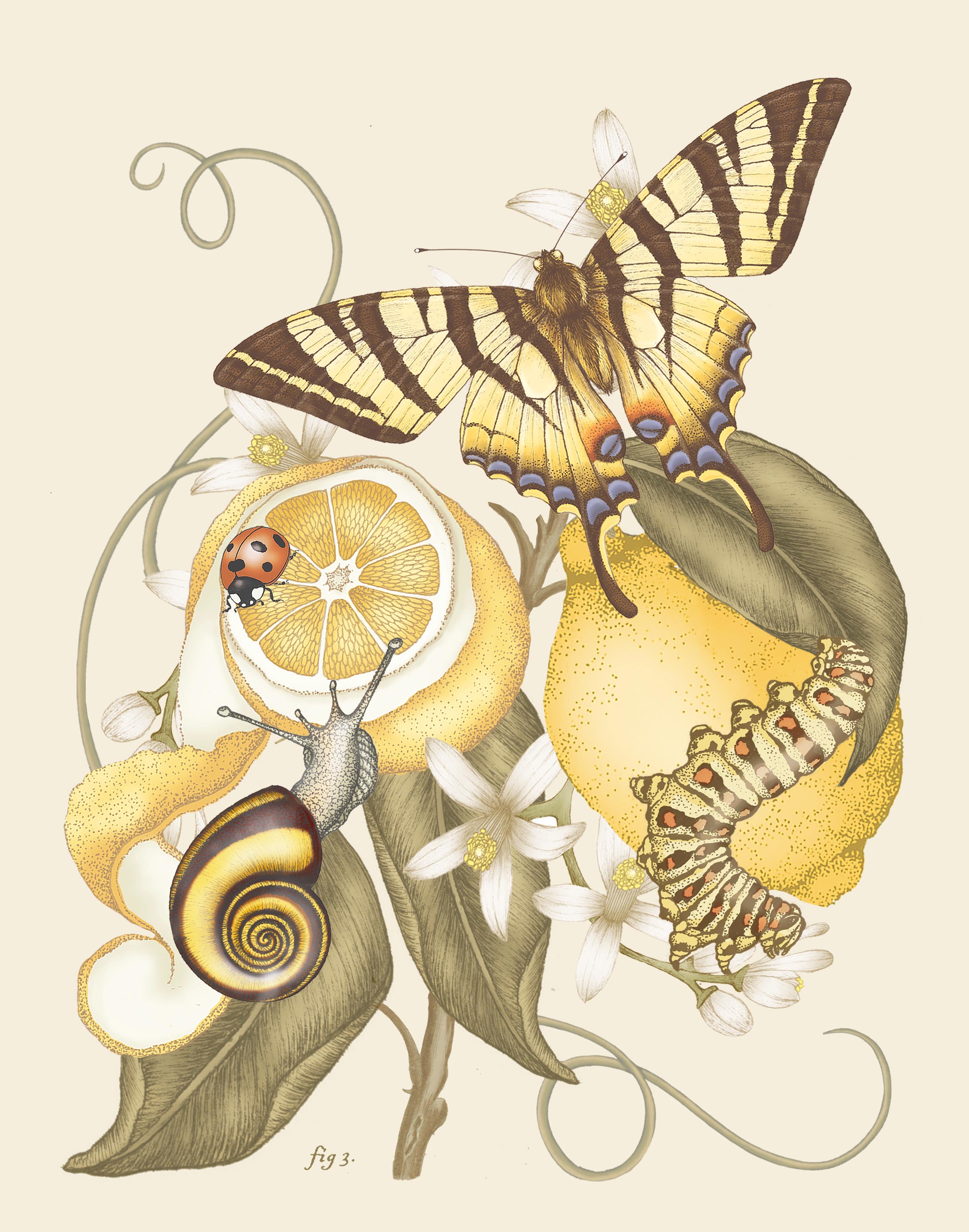 'Lemon & Swallowtail Still Life' Fine Art Print
