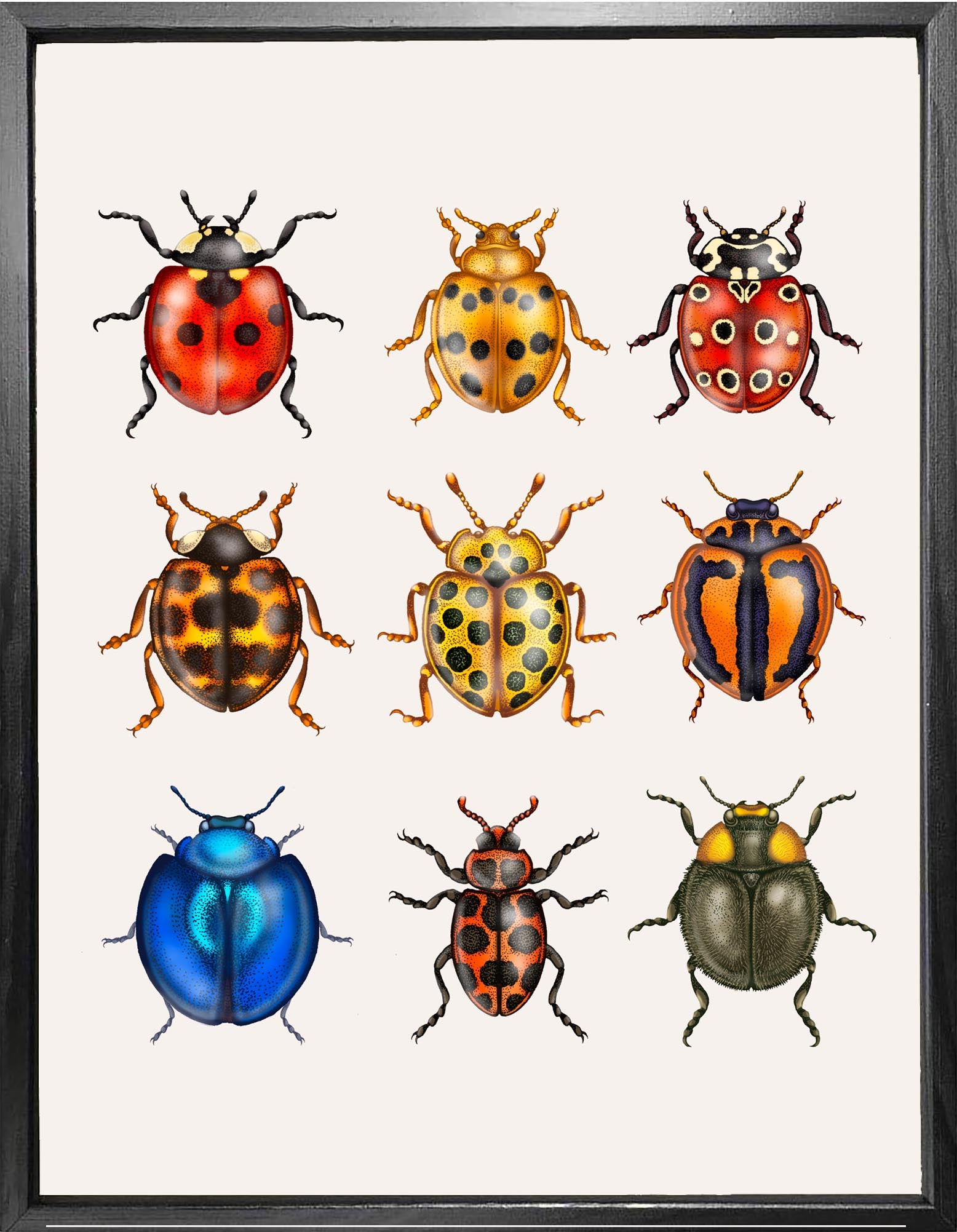 'British Ladybirds' Fine Art Print