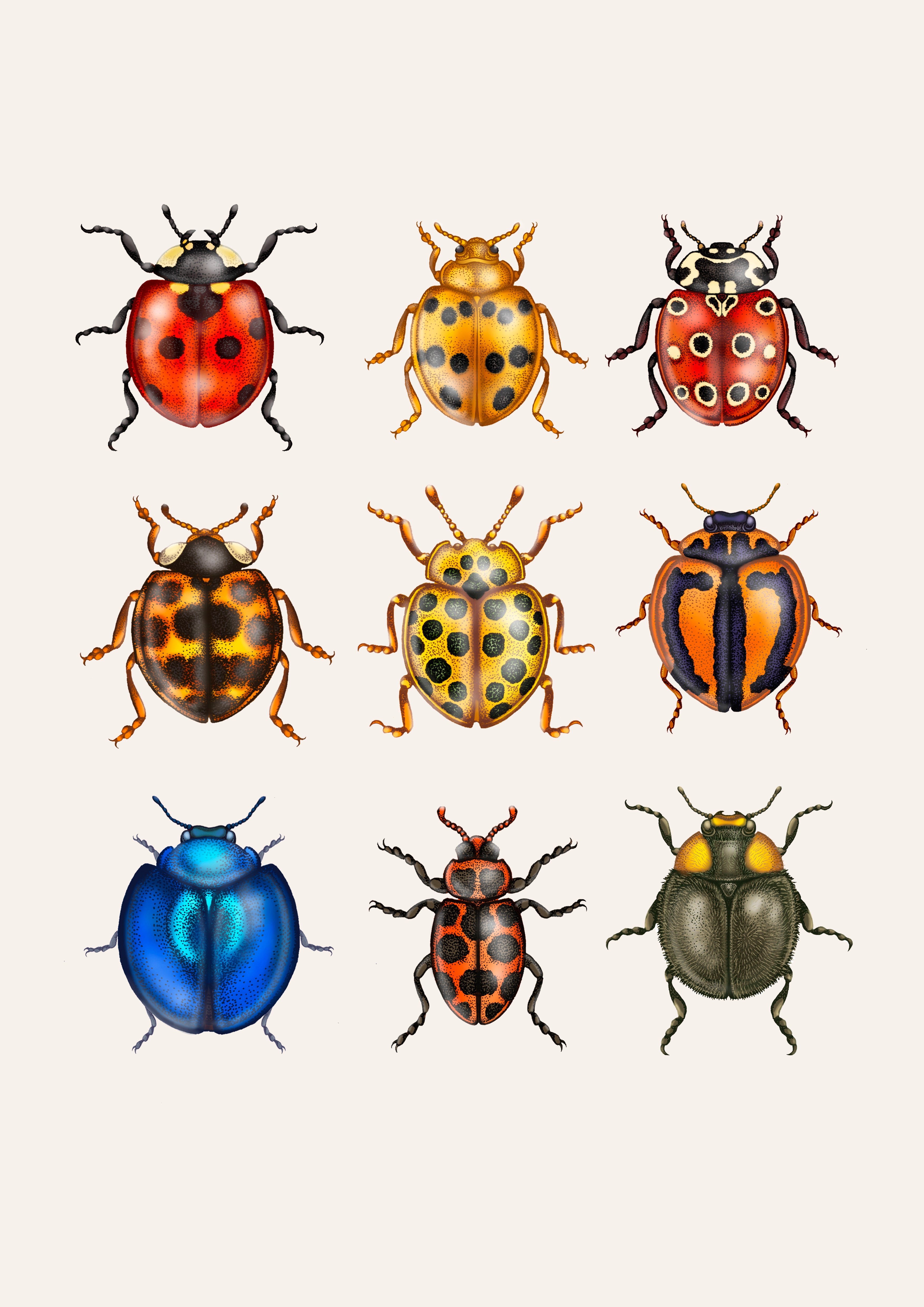 'British Ladybirds' Fine Art Print