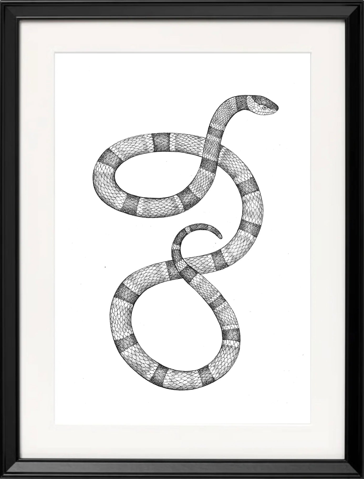 'Milk Snake, 2024' | Signed Original A4 Illustration