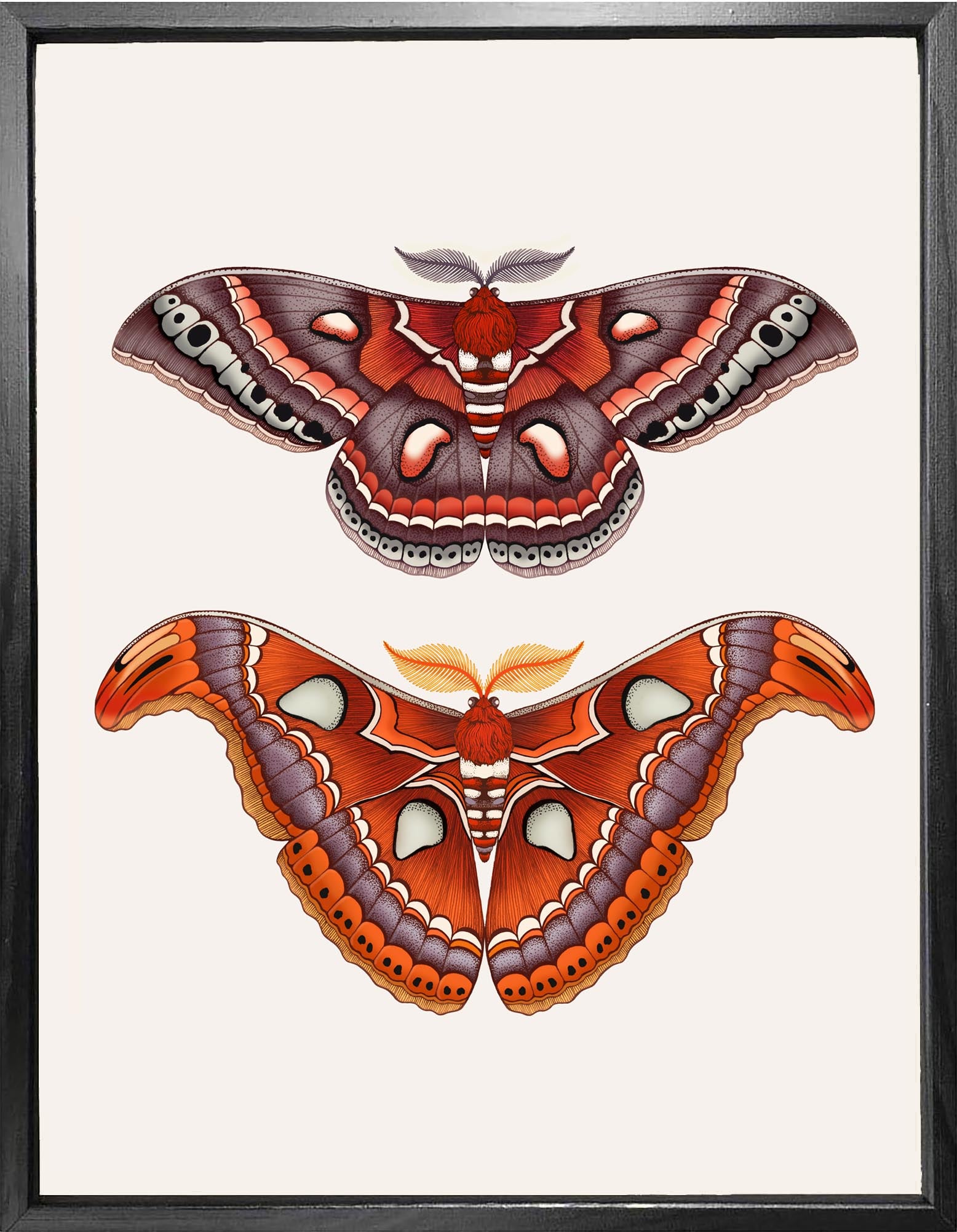 'Antique Atlas & Cecropia Moths' Fine Art Print