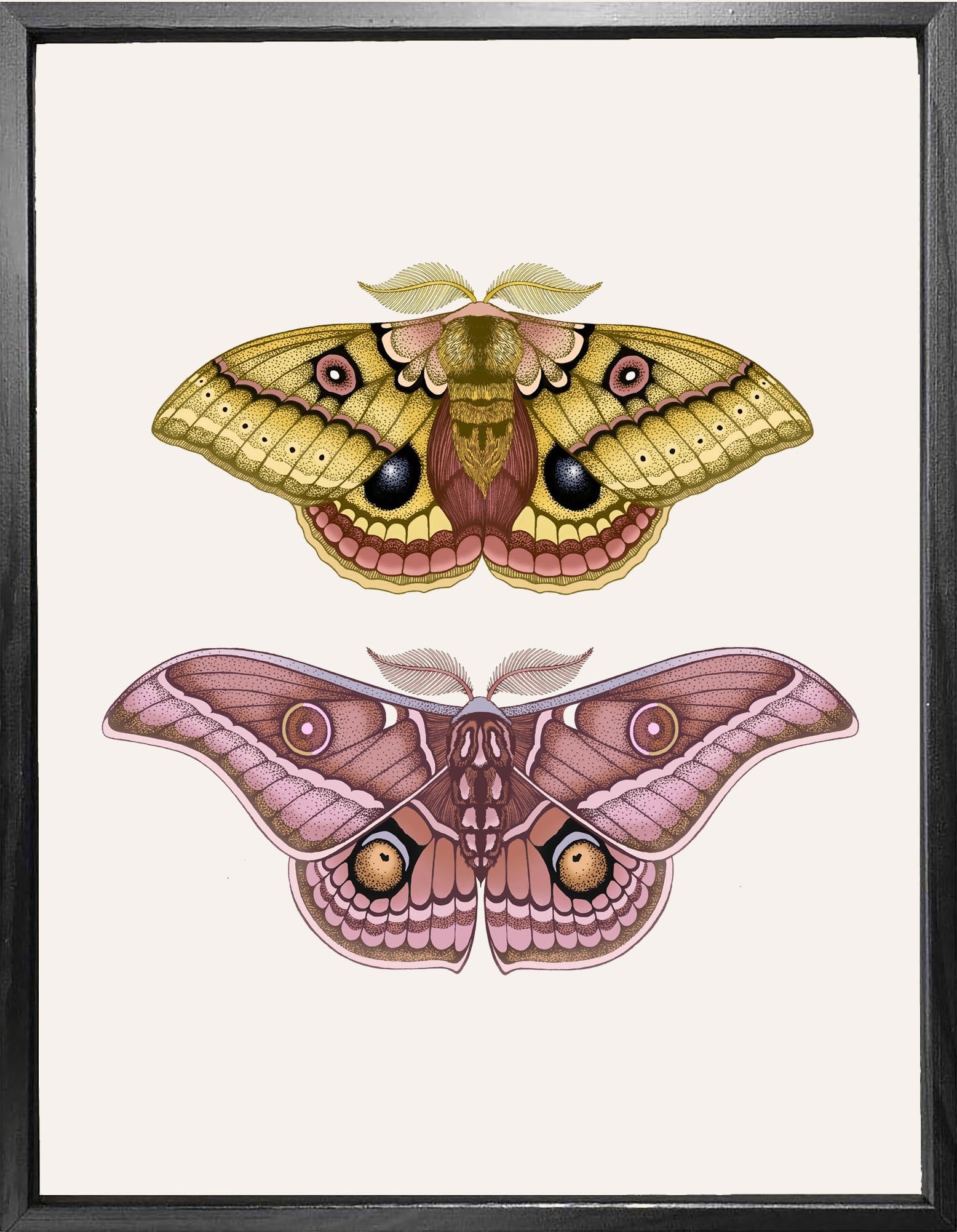 'Antique Io & Emperor Moths' Fine Art Print