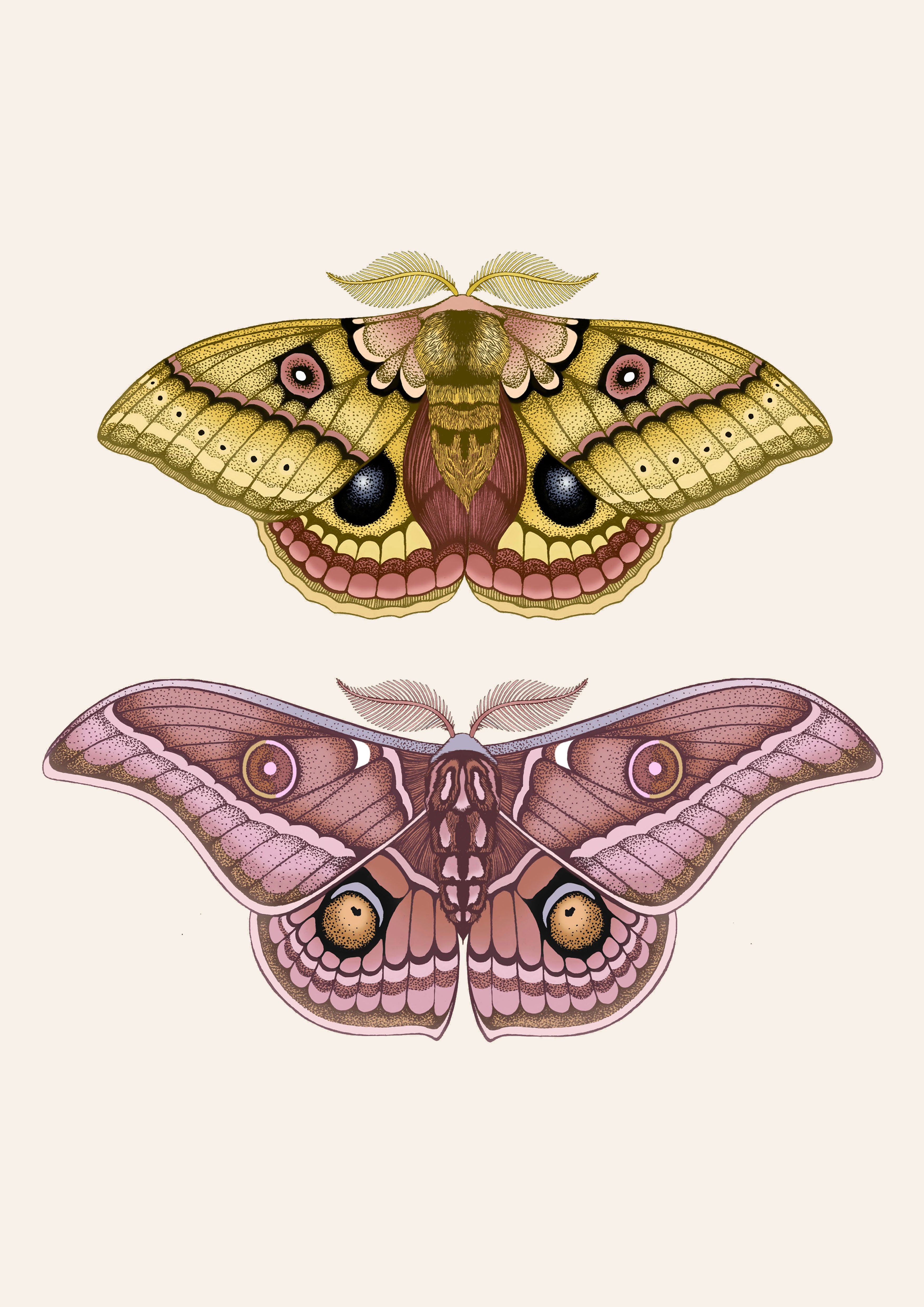 'Antique Io & Emperor Moths' Fine Art Print