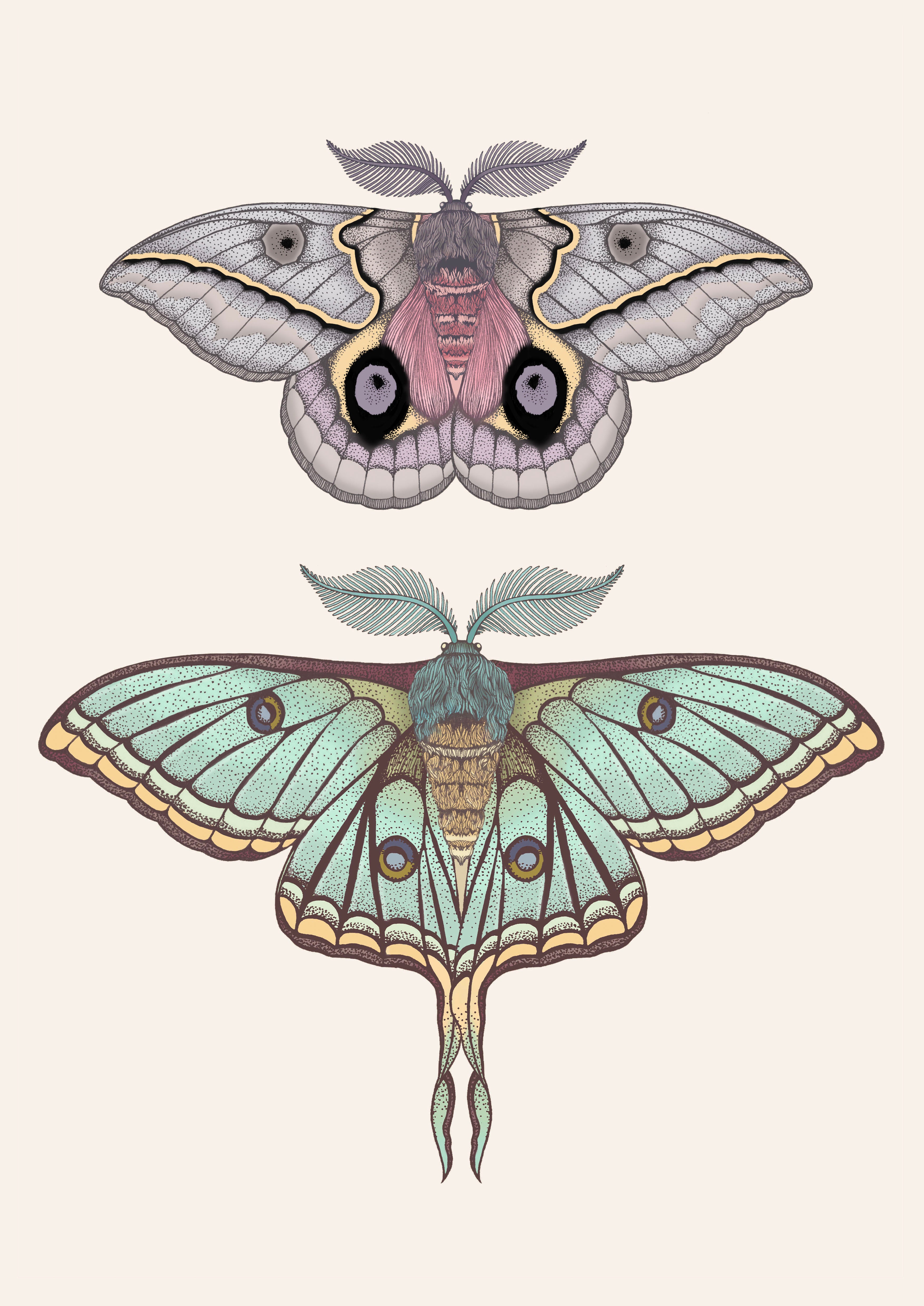 'Antique Luna & Automeris Frankae Moths' Fine Art Print