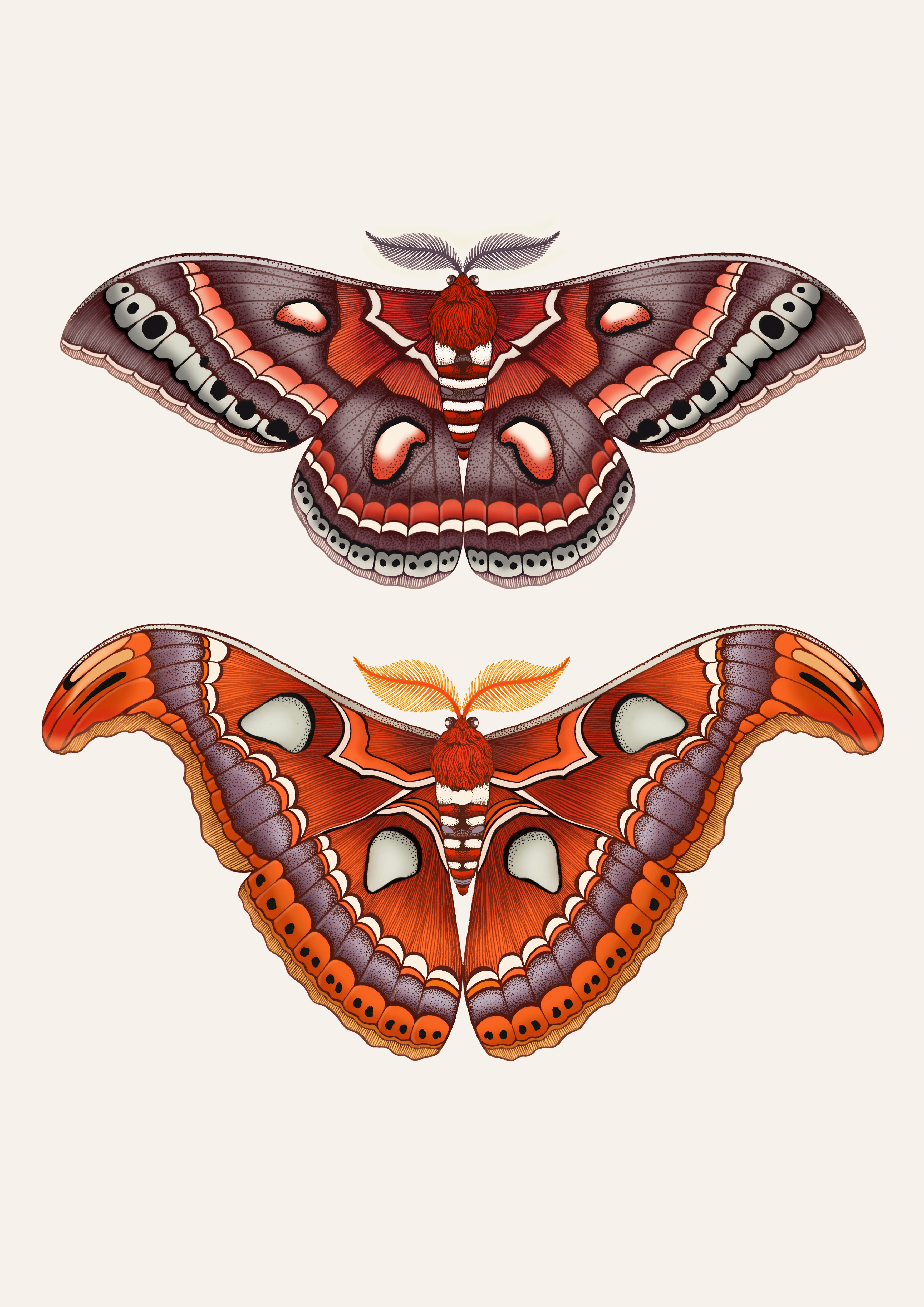 'Antique Atlas & Cecropia Moths' Fine Art Print