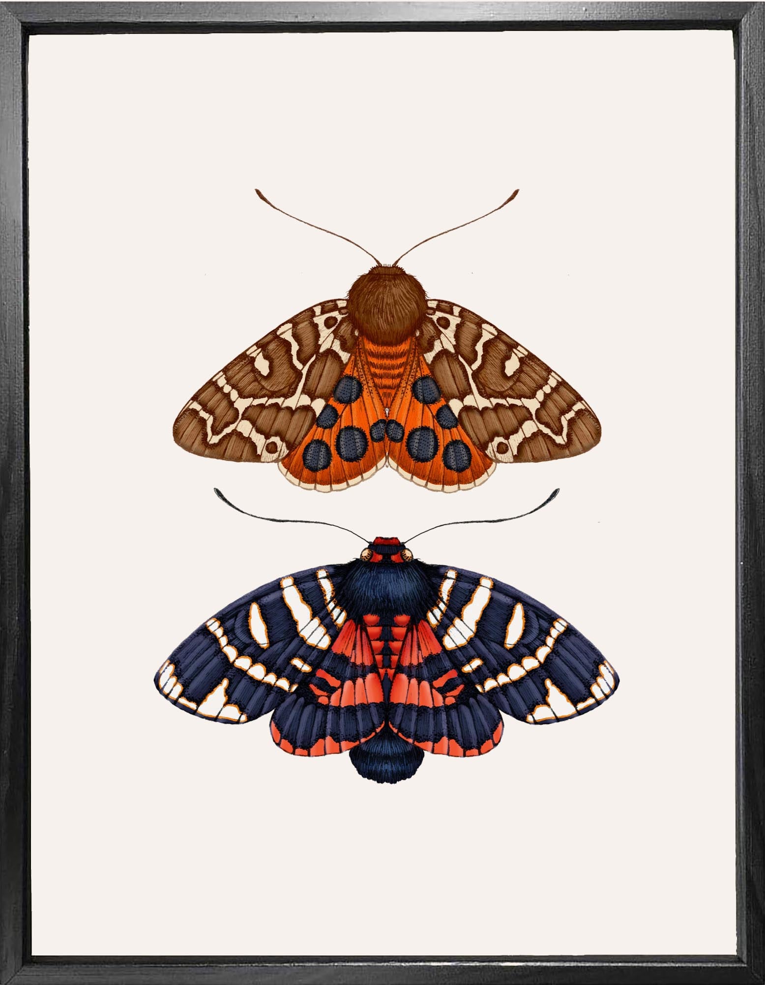 'Antique British Moths II' Fine Art Print