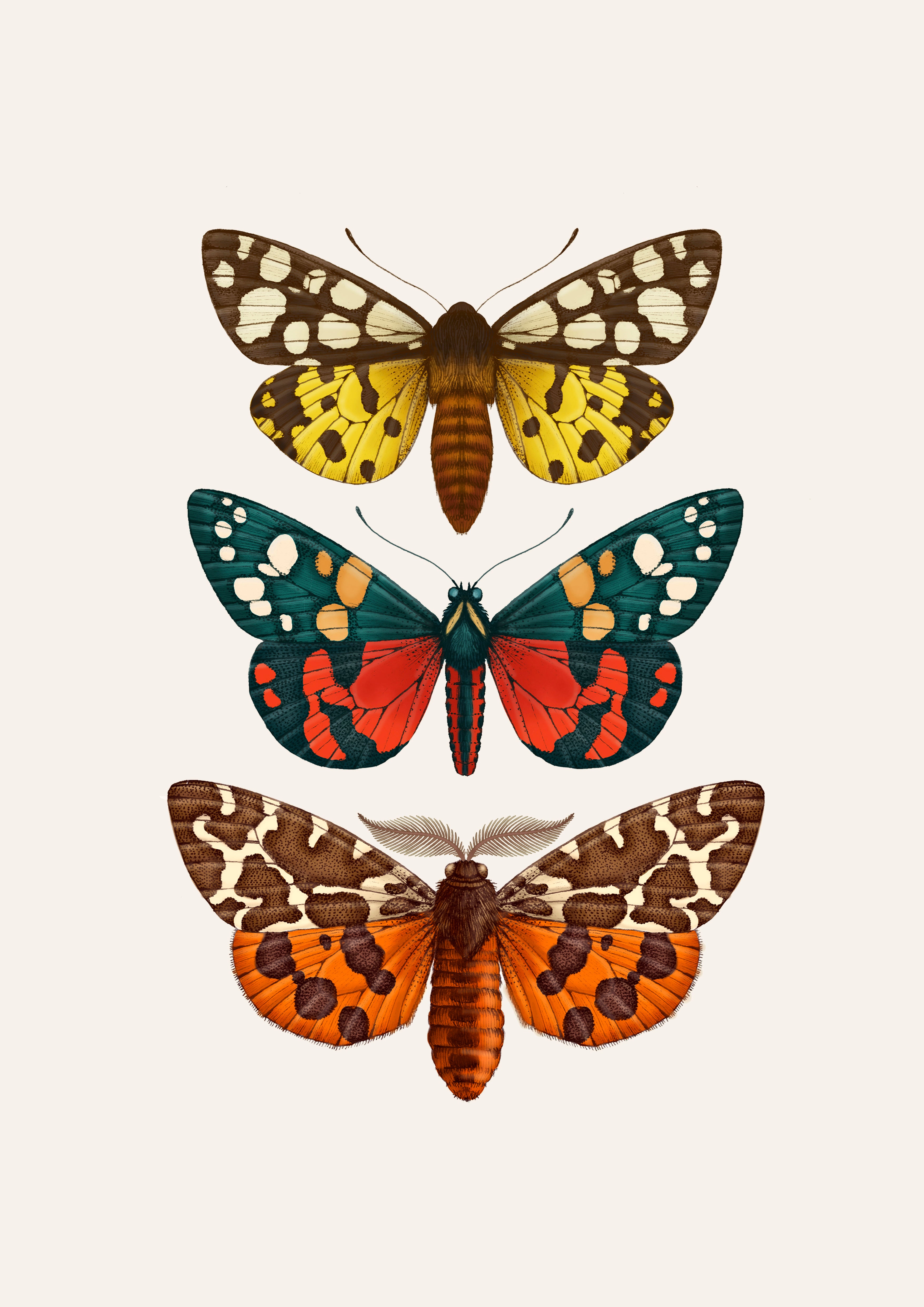 'Antique British Moths' Fine Art Print