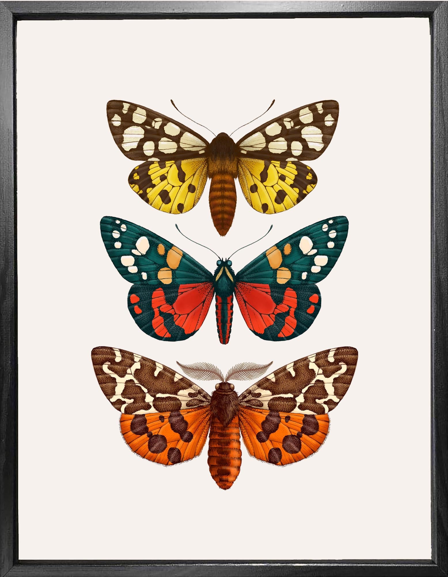 'Antique British Moths' Fine Art Print