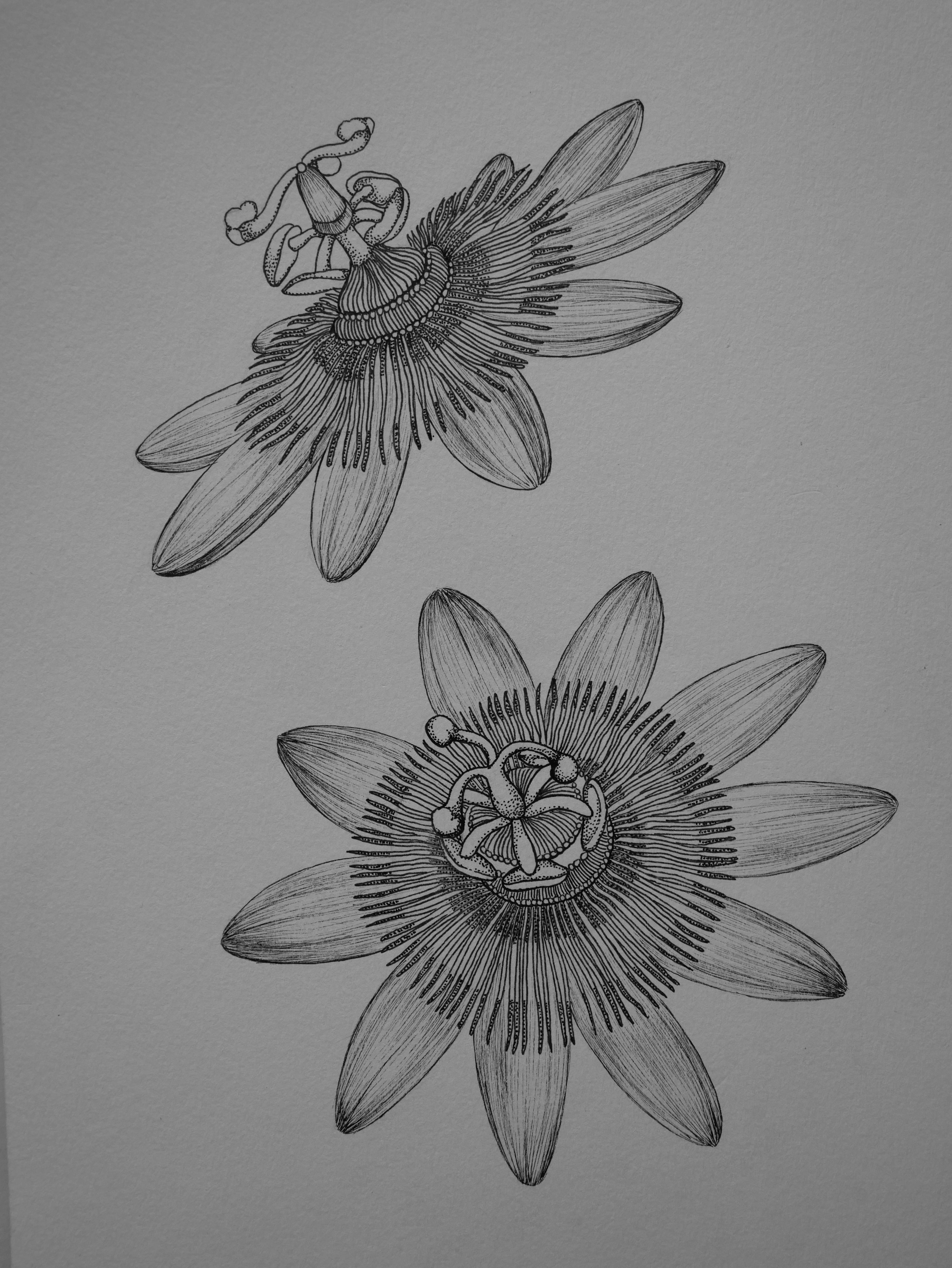 'Passion Flower, 2024' | Signed Original A4 Illustration