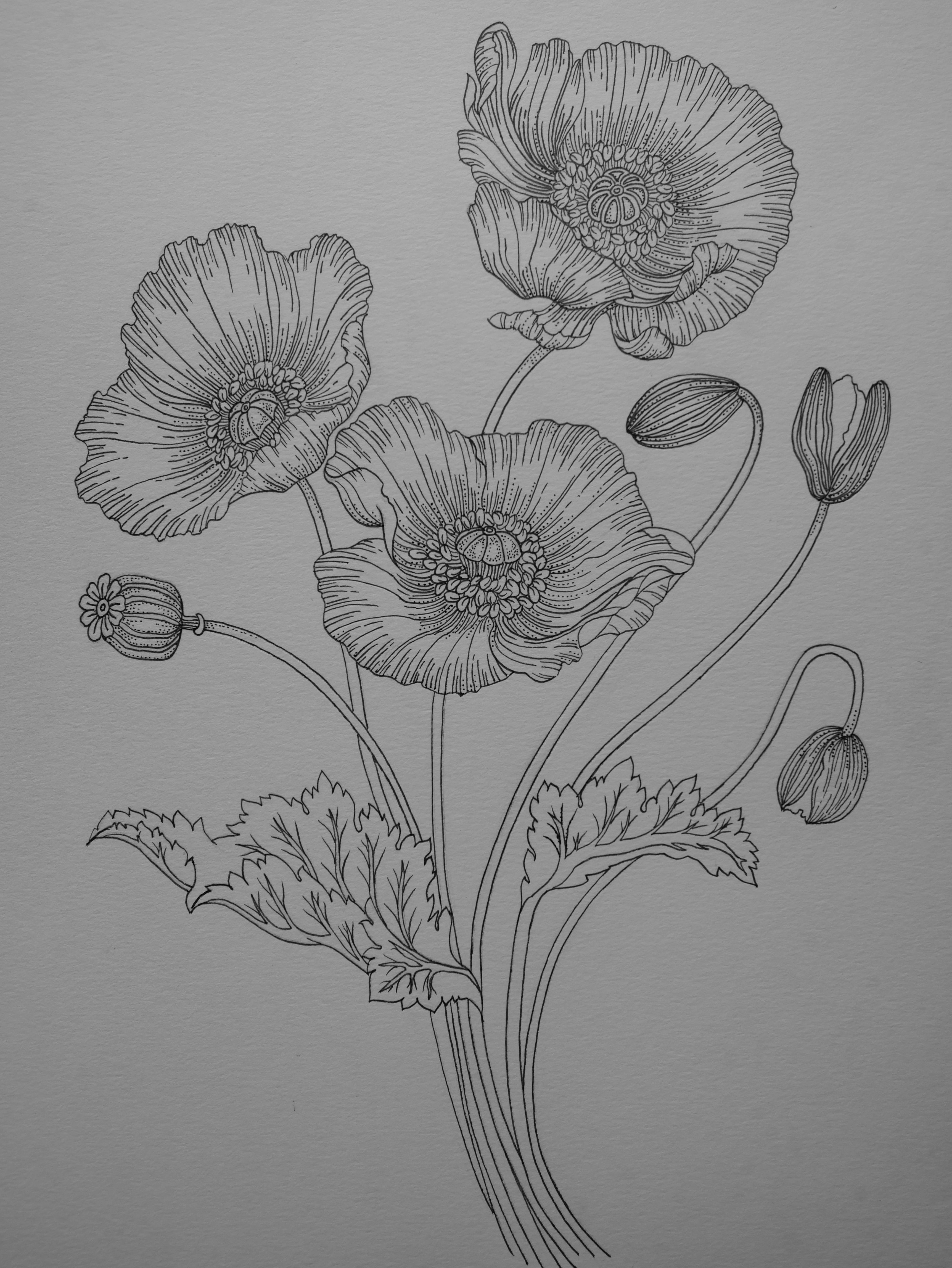 'Poppies, 2023' | Signed Original A4 Illustration