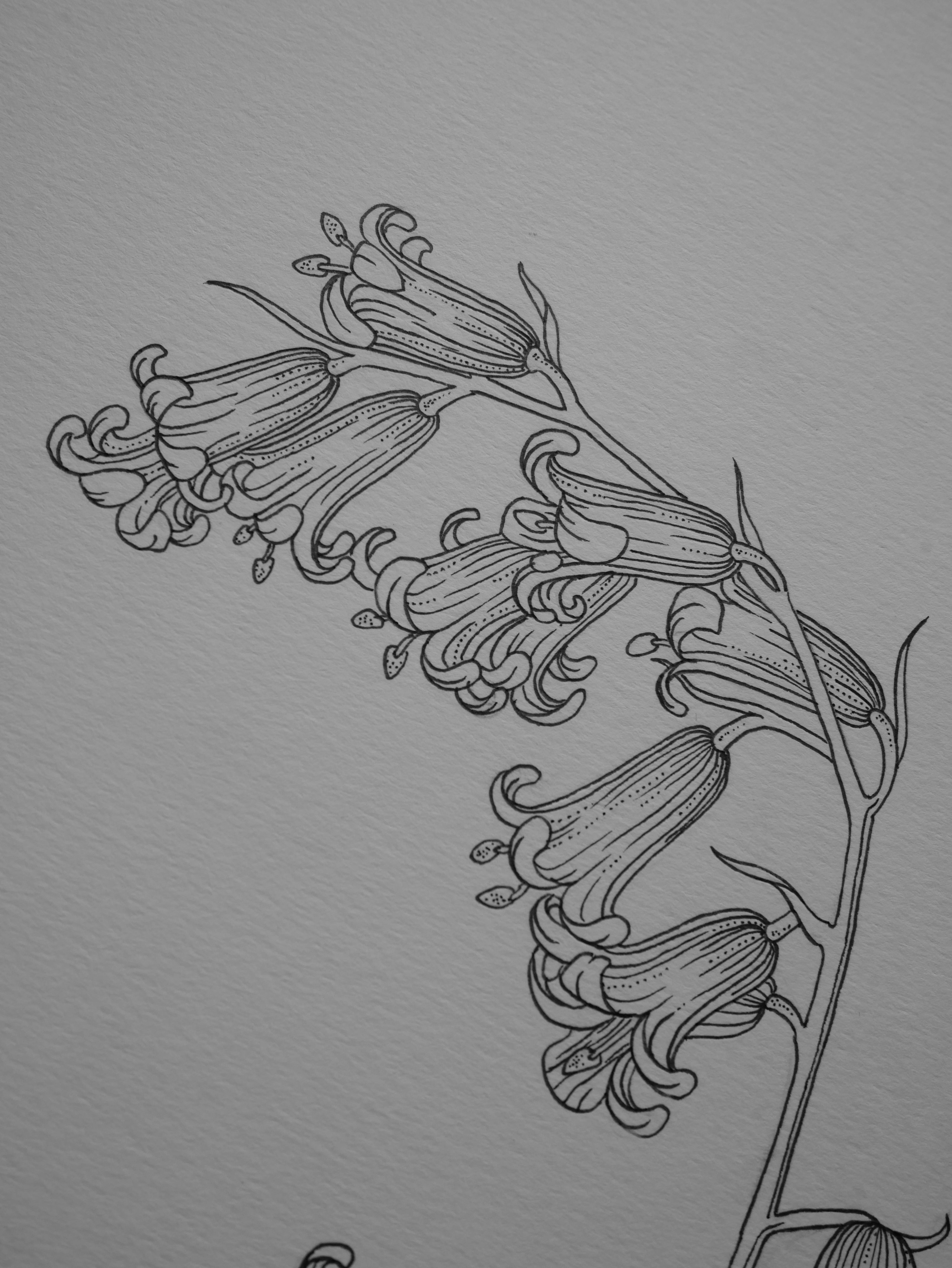 'Bluebells, 2023' | Signed Original A4 Illustration