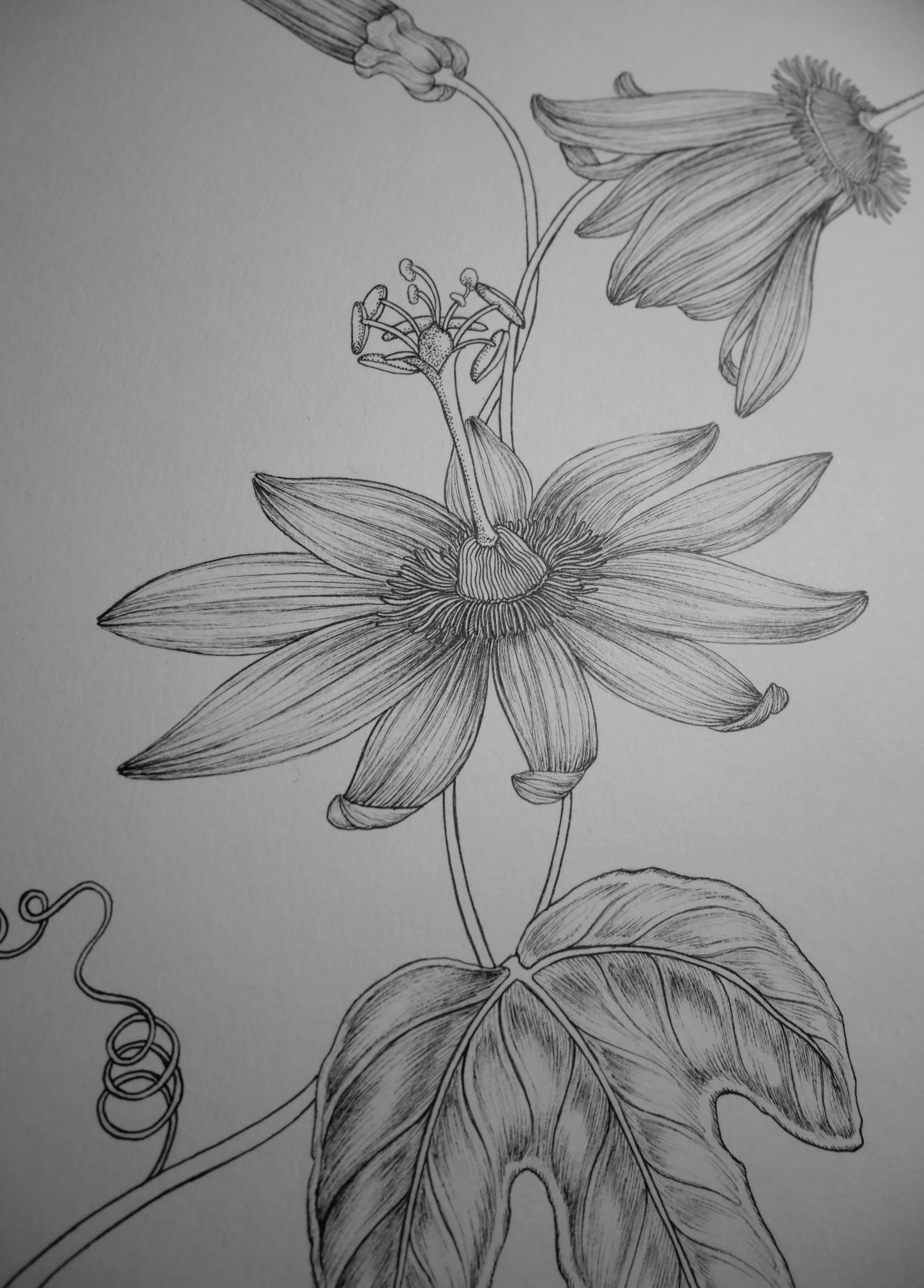 'Passion Flower, 2026' | Signed Original A4 Illustration