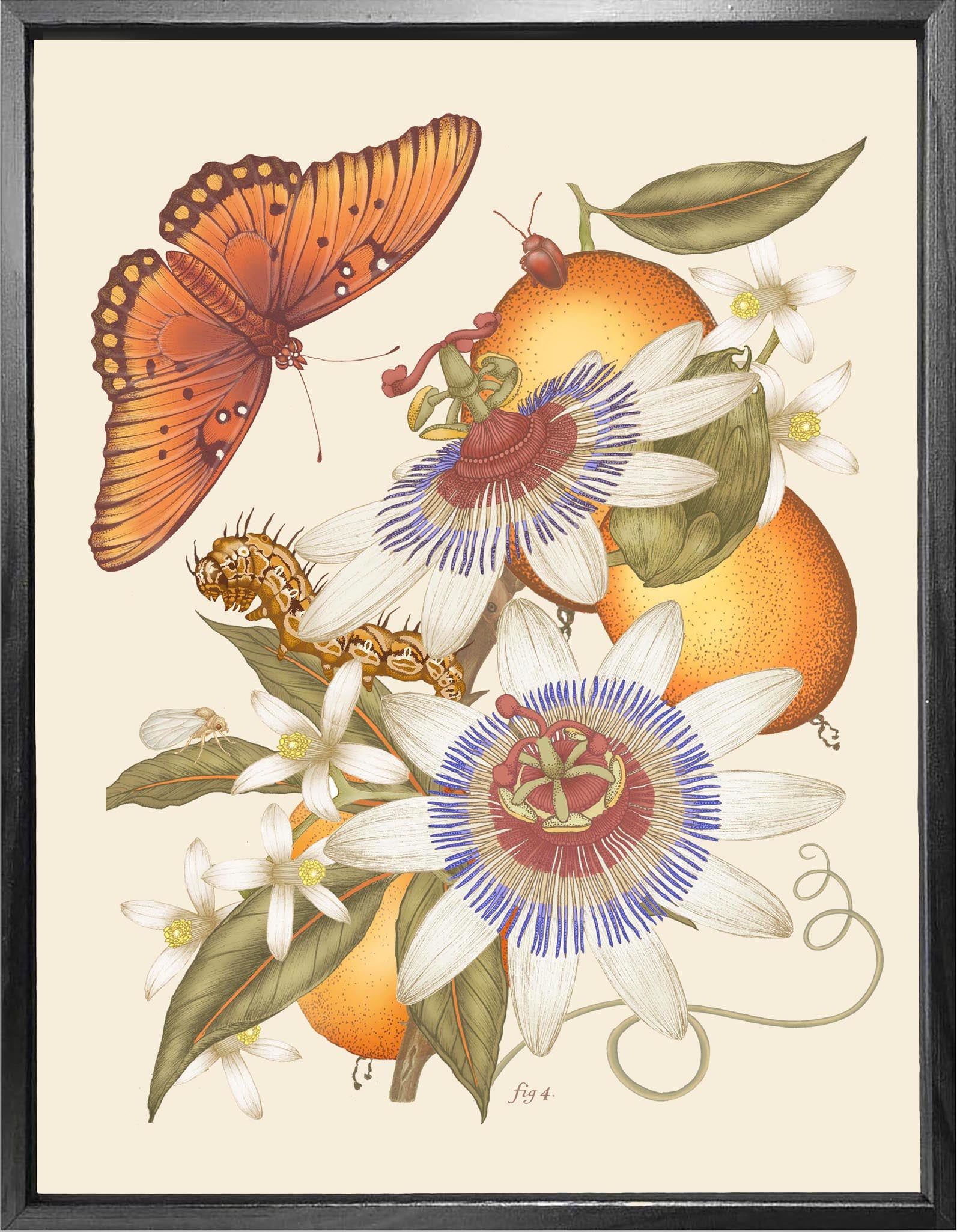 'Fritillary & Passion Flower' Fine Art Print