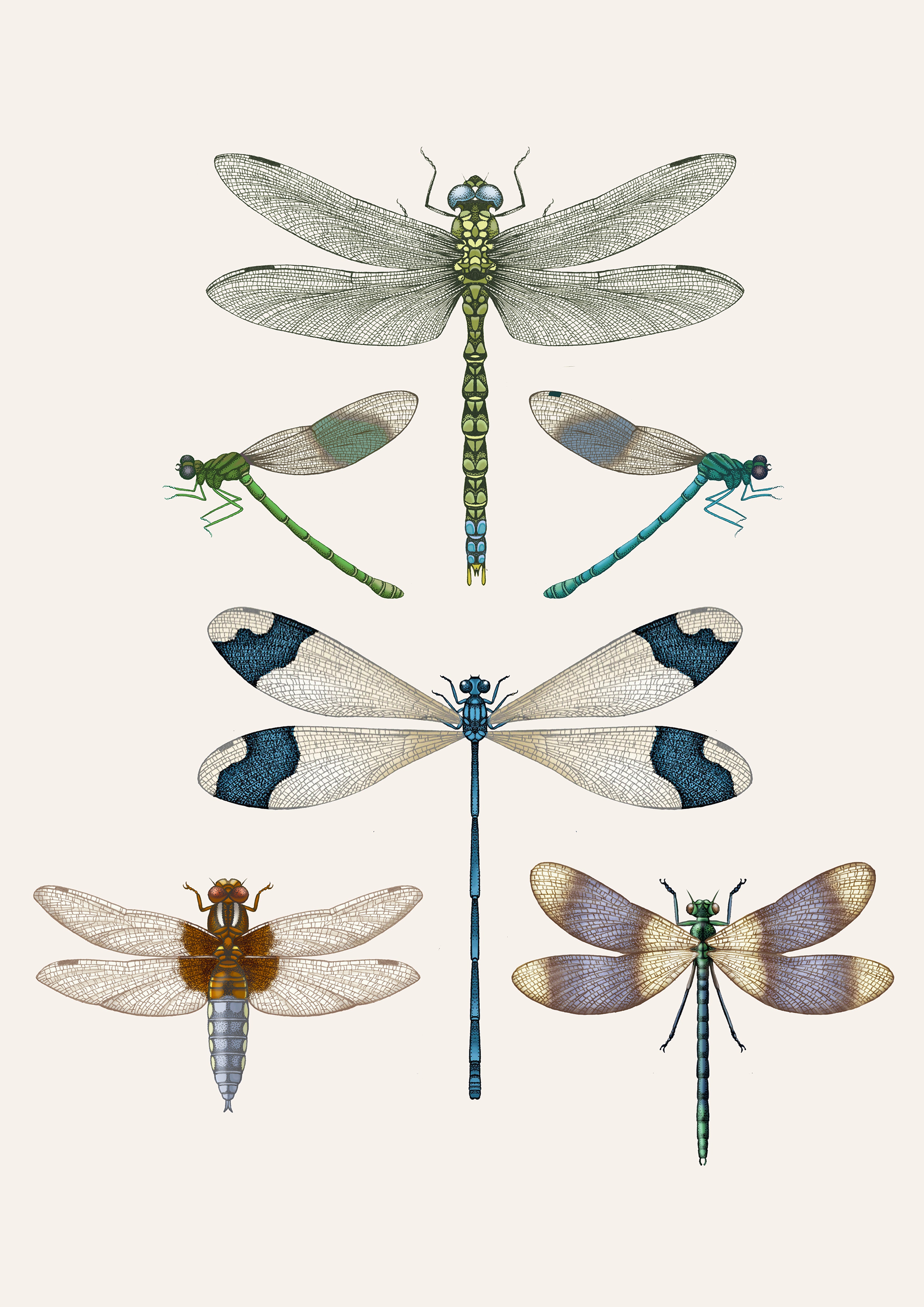 'Dragonflies & Damselflies II' Fine Art Print