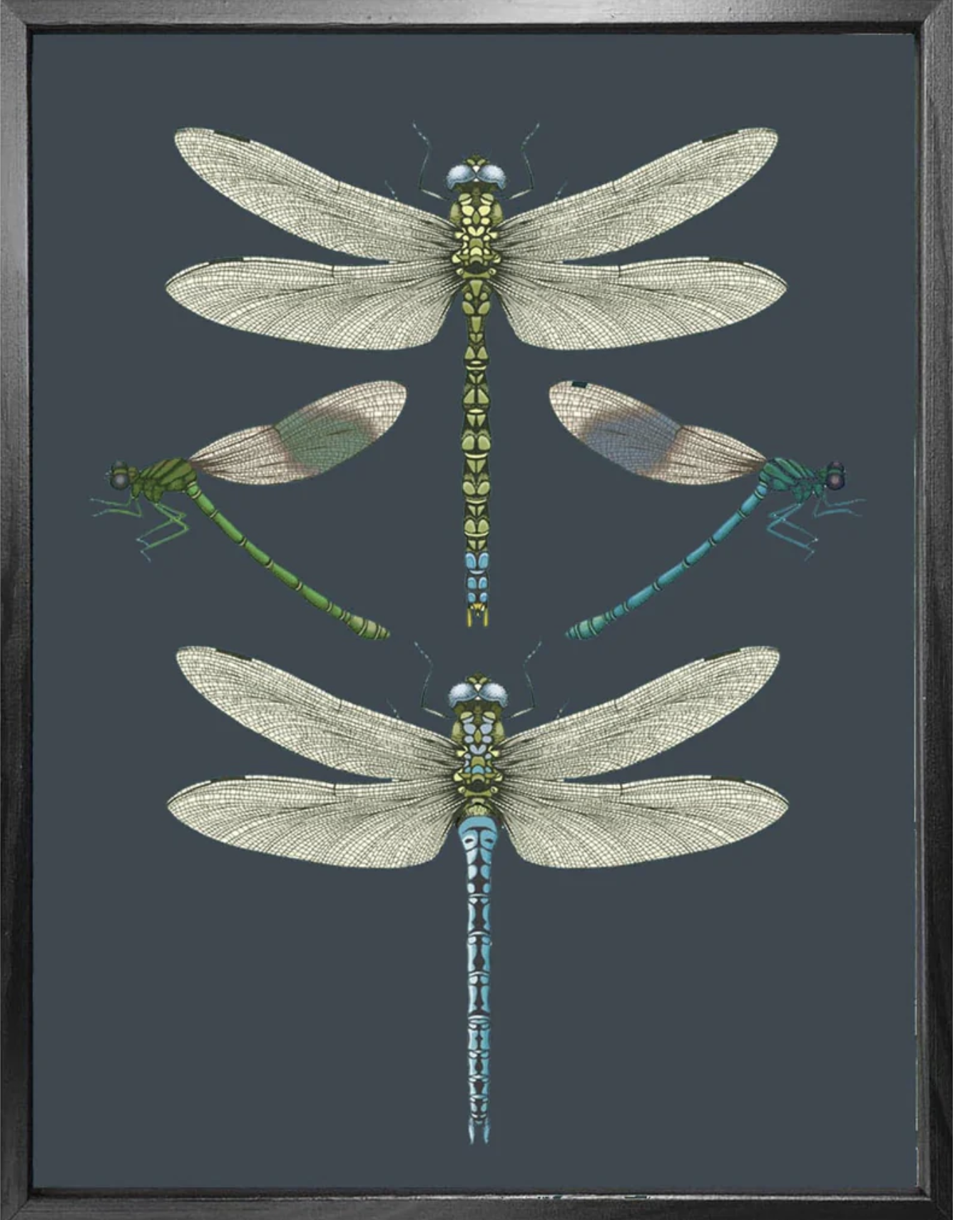 'Dragonflies & Damselflies - Navy' Fine Art Print