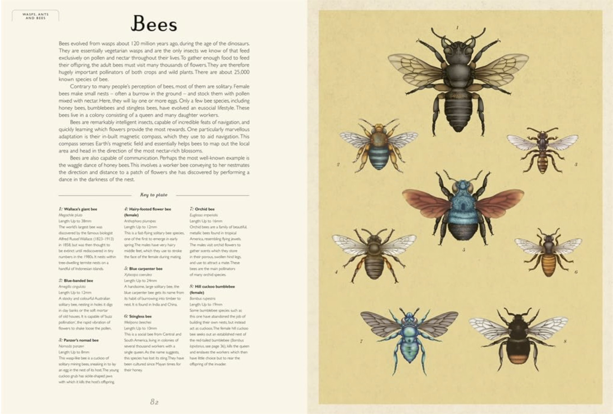 'Insectarium: Welcome To The Museum' by Emily Carter & Dave Goulson | [Signed Copy]