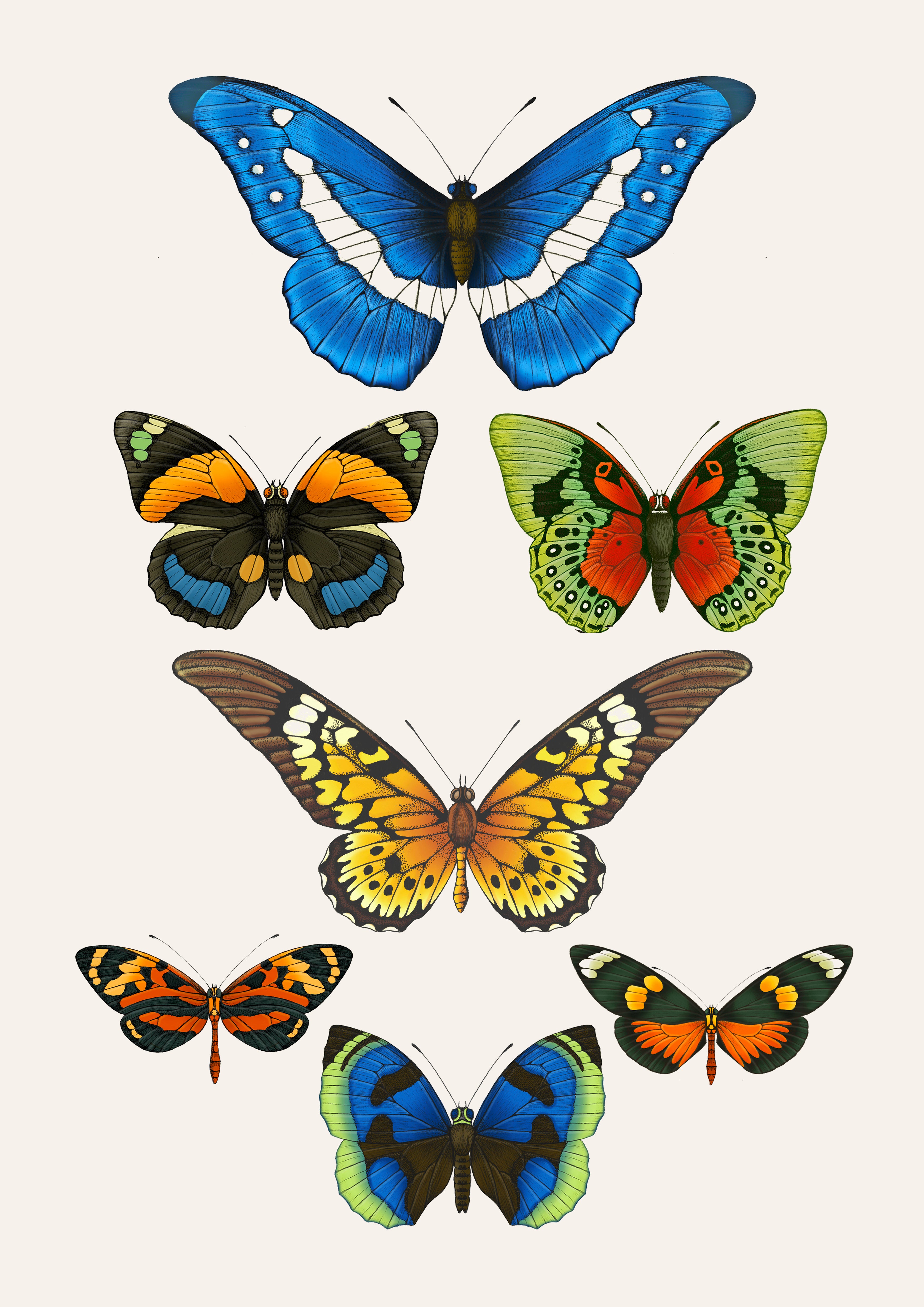 'Antique Tropical Butterflies' Fine Art Print