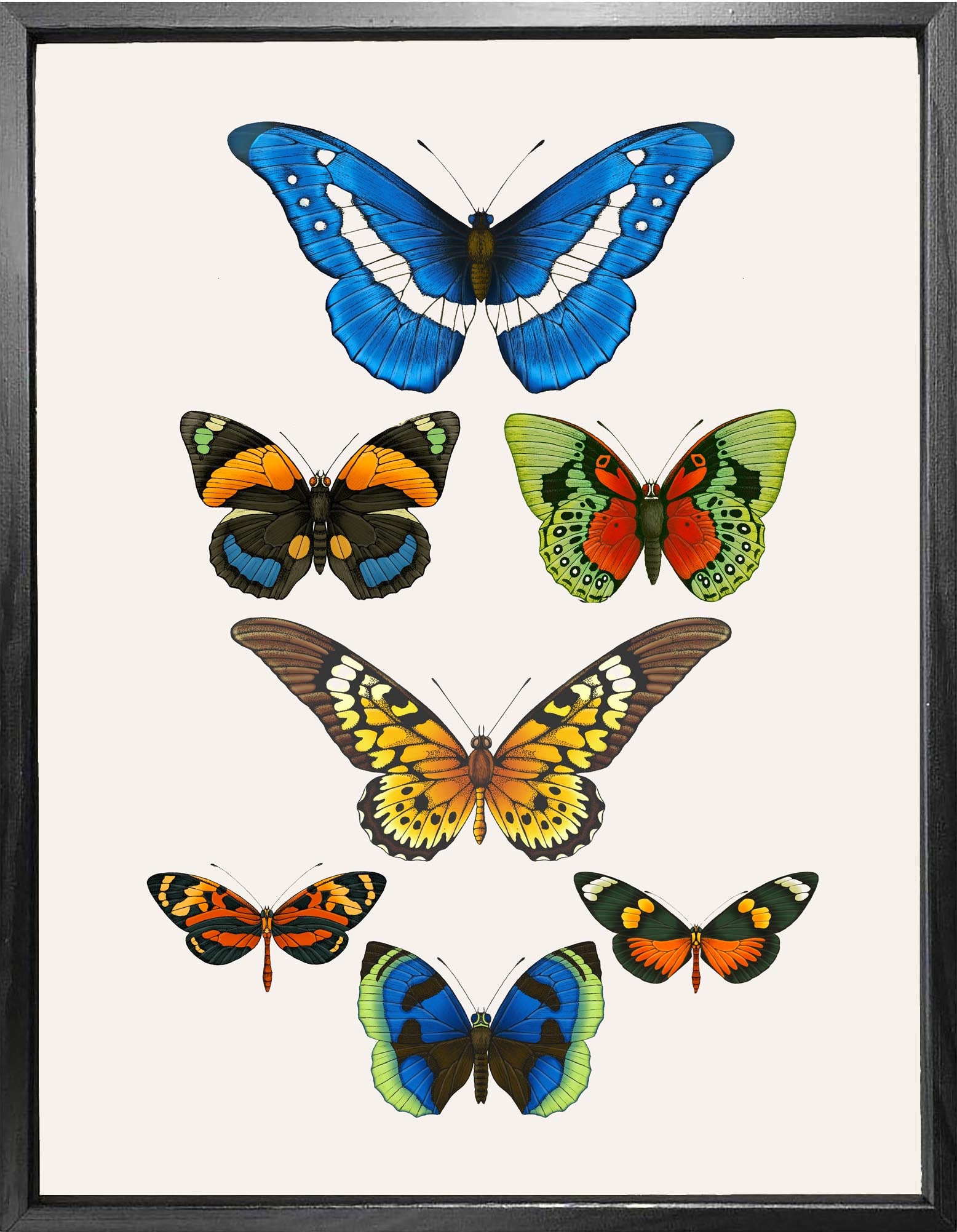 'Antique Tropical Butterflies' Fine Art Print