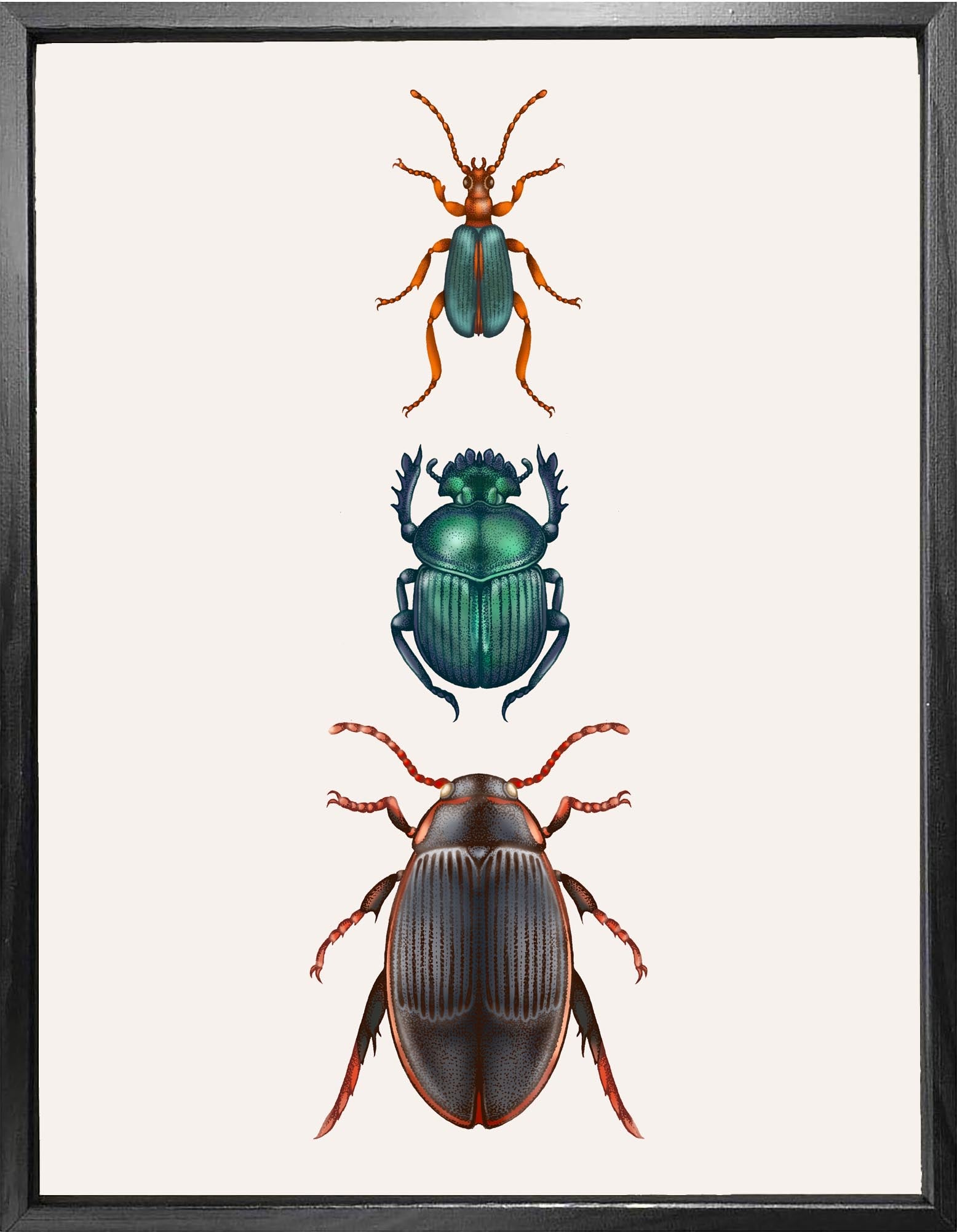 'Water Beetle' Fine Art Print