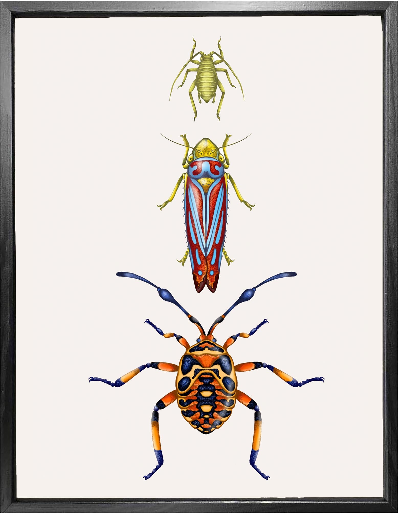 'Tropical Beetles & Aphids' Fine Art Print