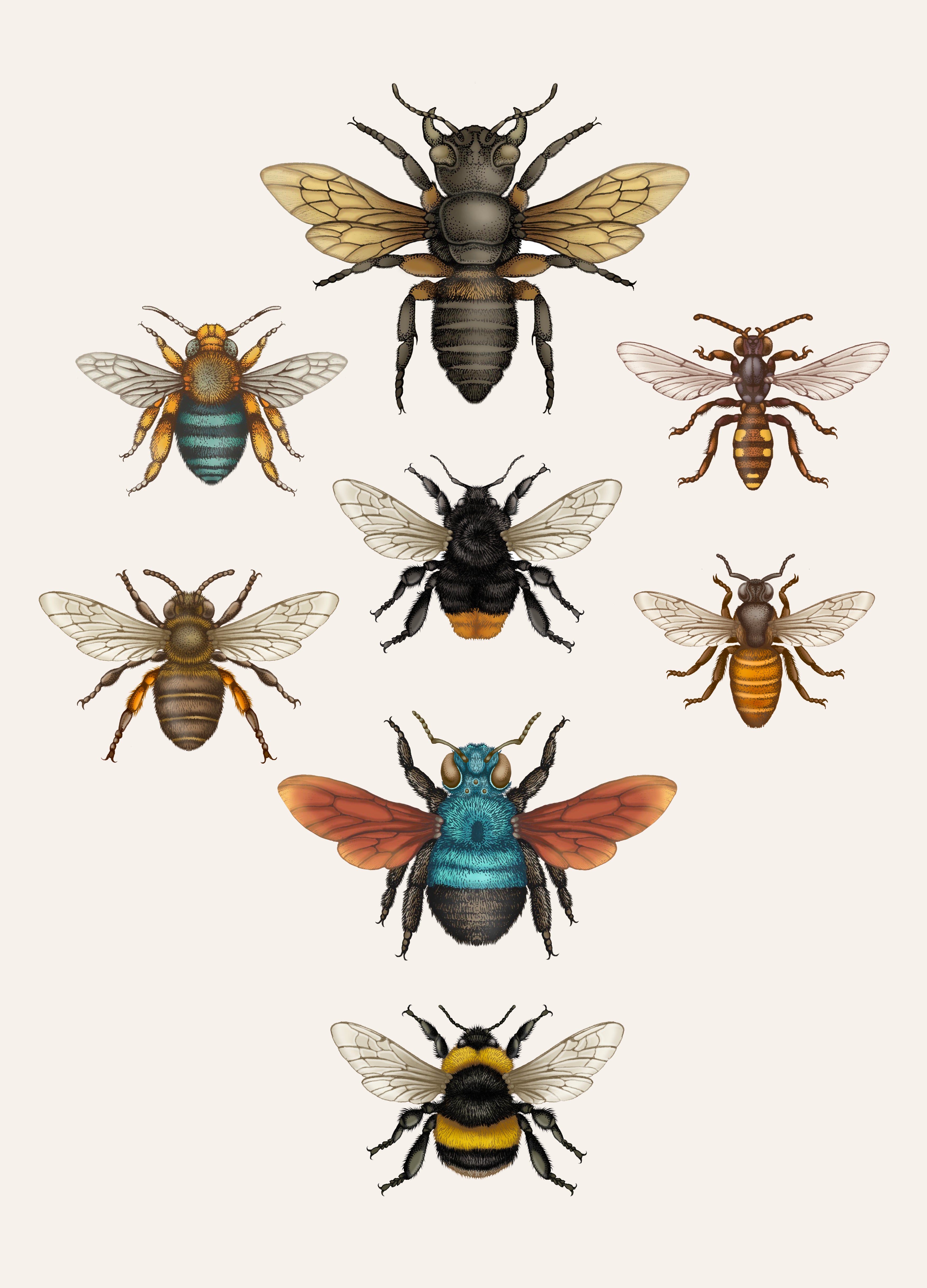 'British Bees' Fine Art Print