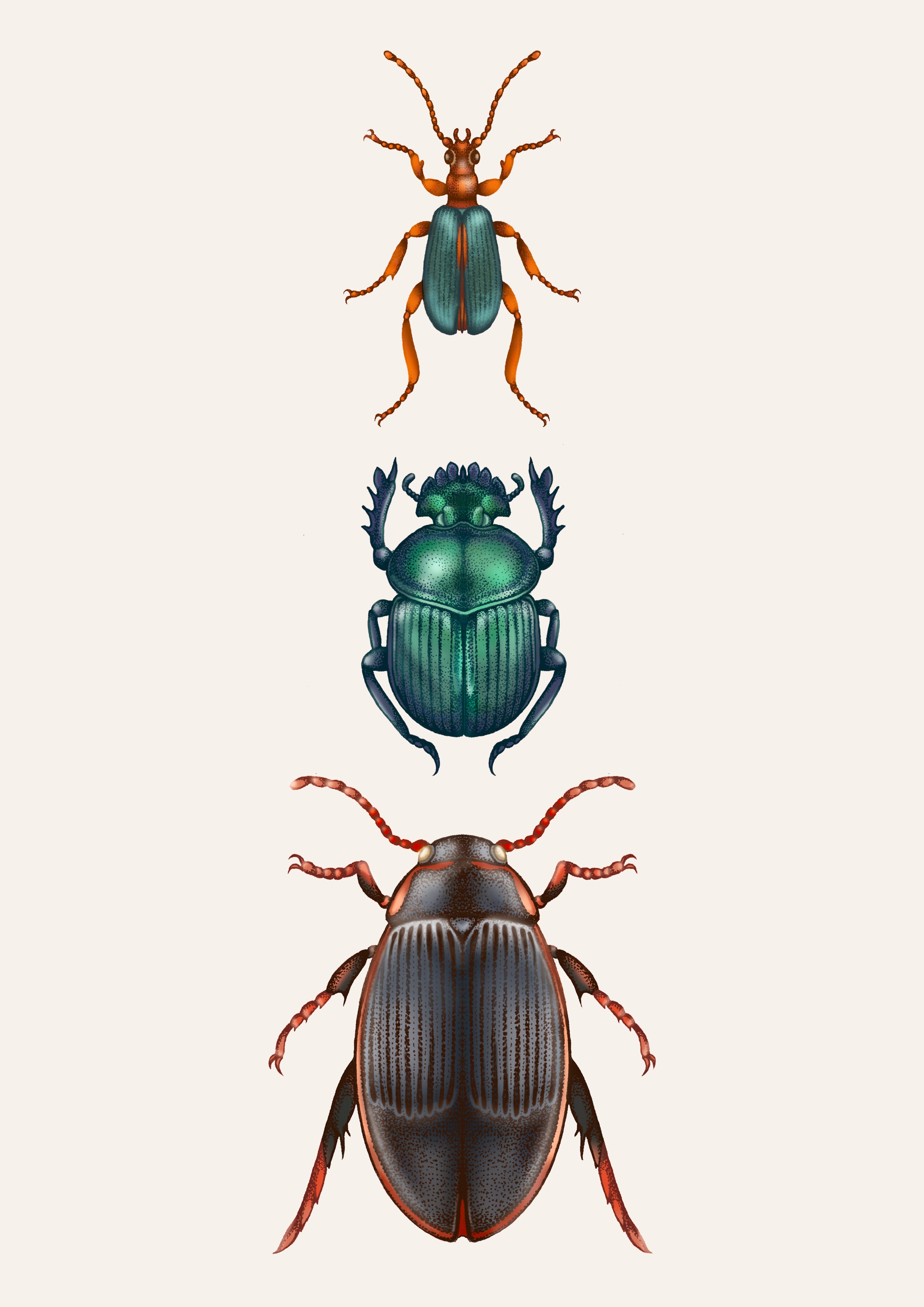 'Water Beetle' Fine Art Print