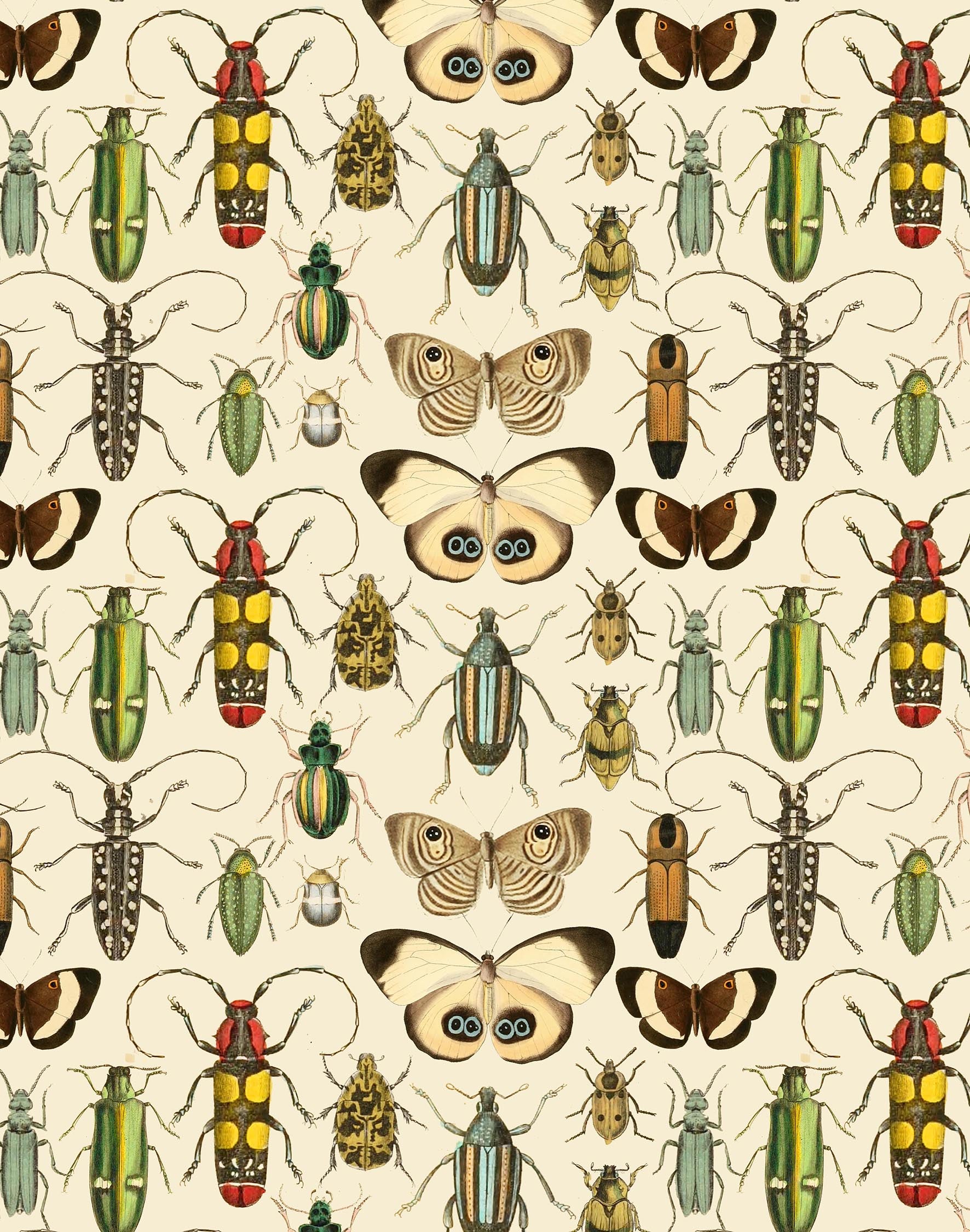 Butterfly & Beetle Print