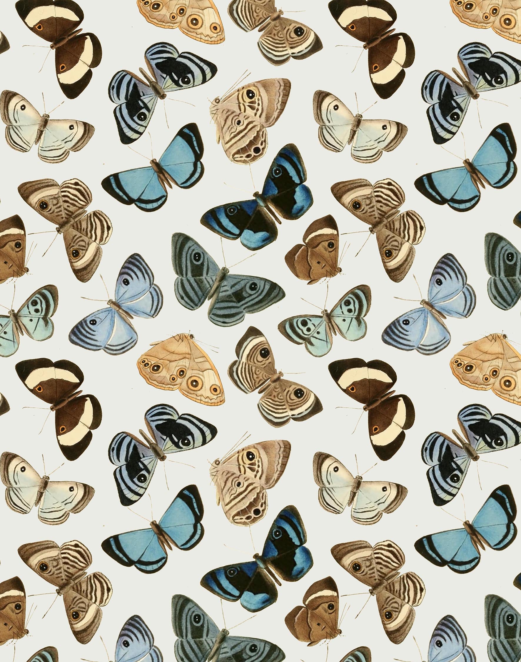 Flying Striped Butterfly Print