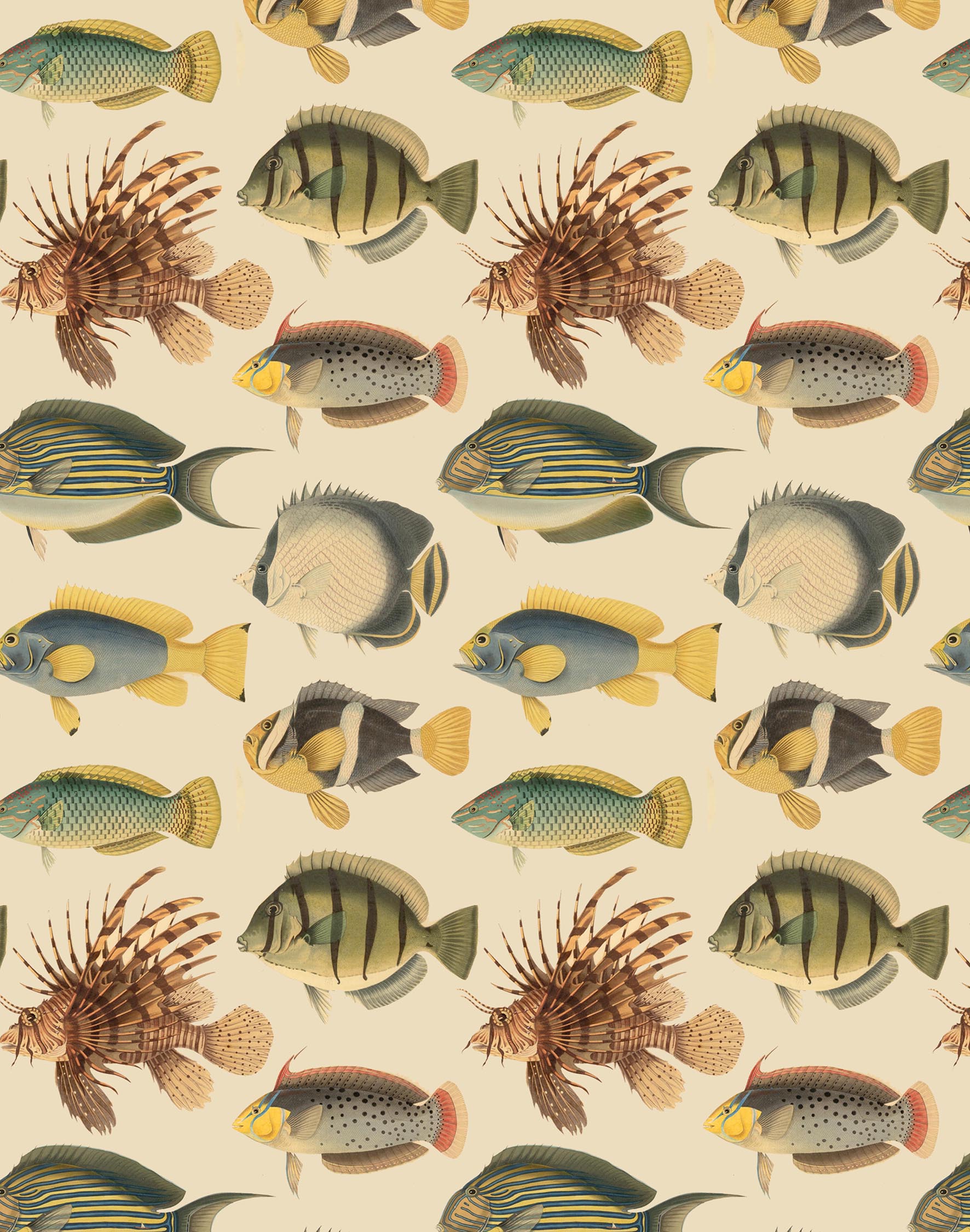 Tropical Fish Moths Print