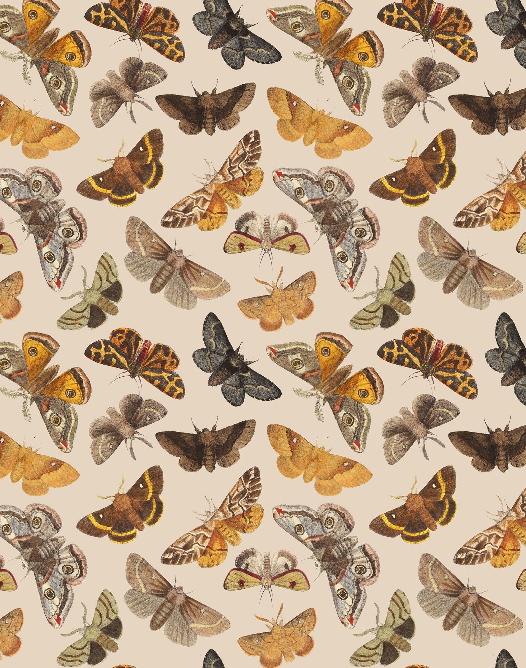 Flying Peacock Moth Print
