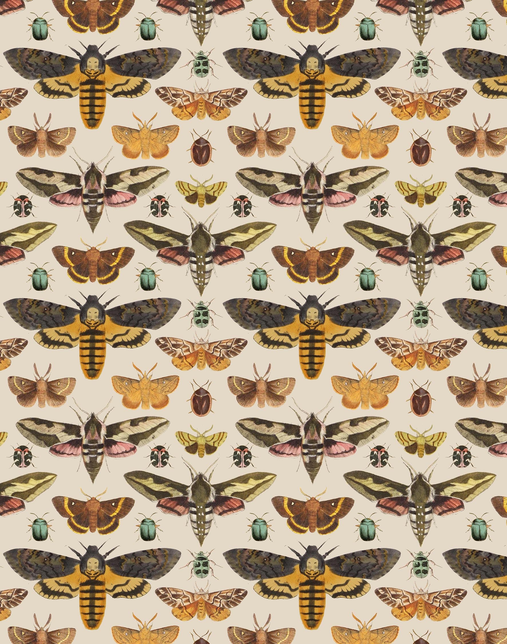 Hawk Moth Print