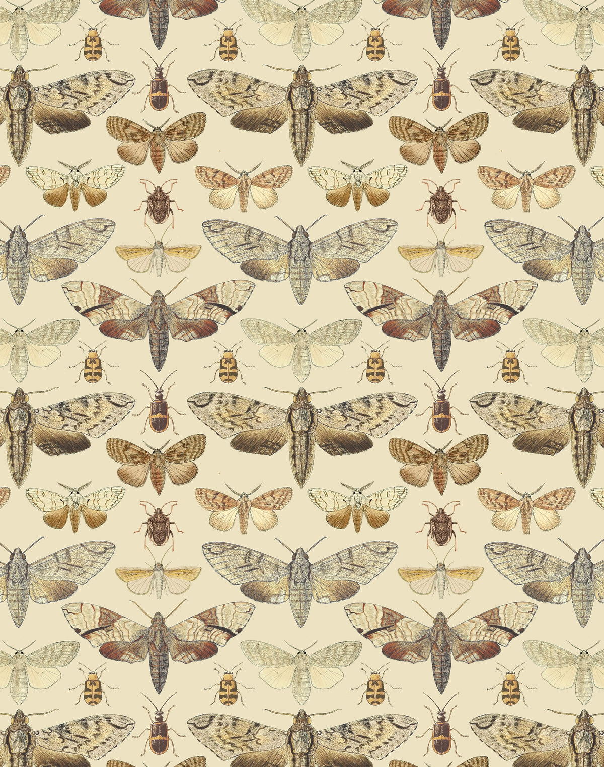 Emily Moth Grey Moth Print