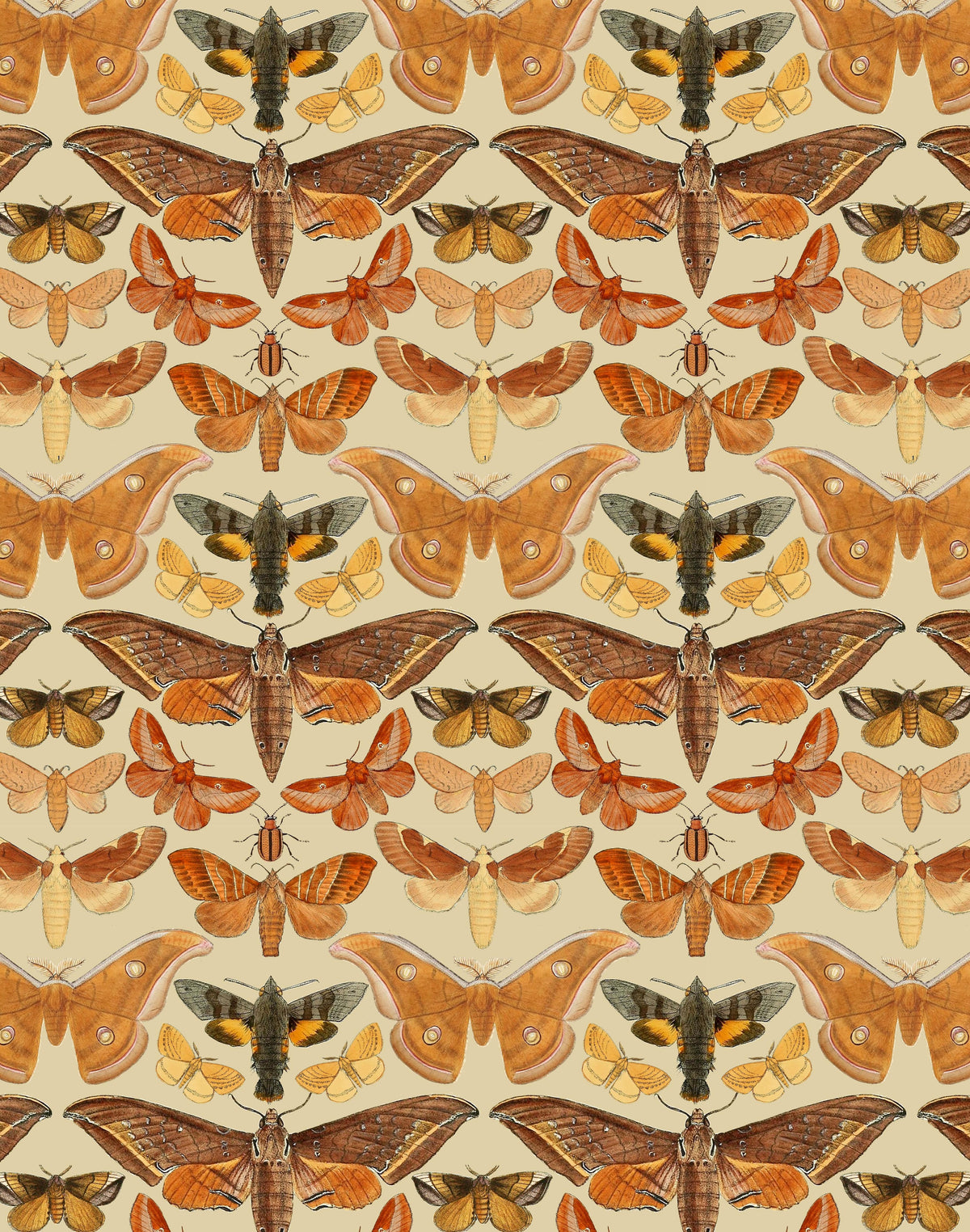 Hawk Moth Print