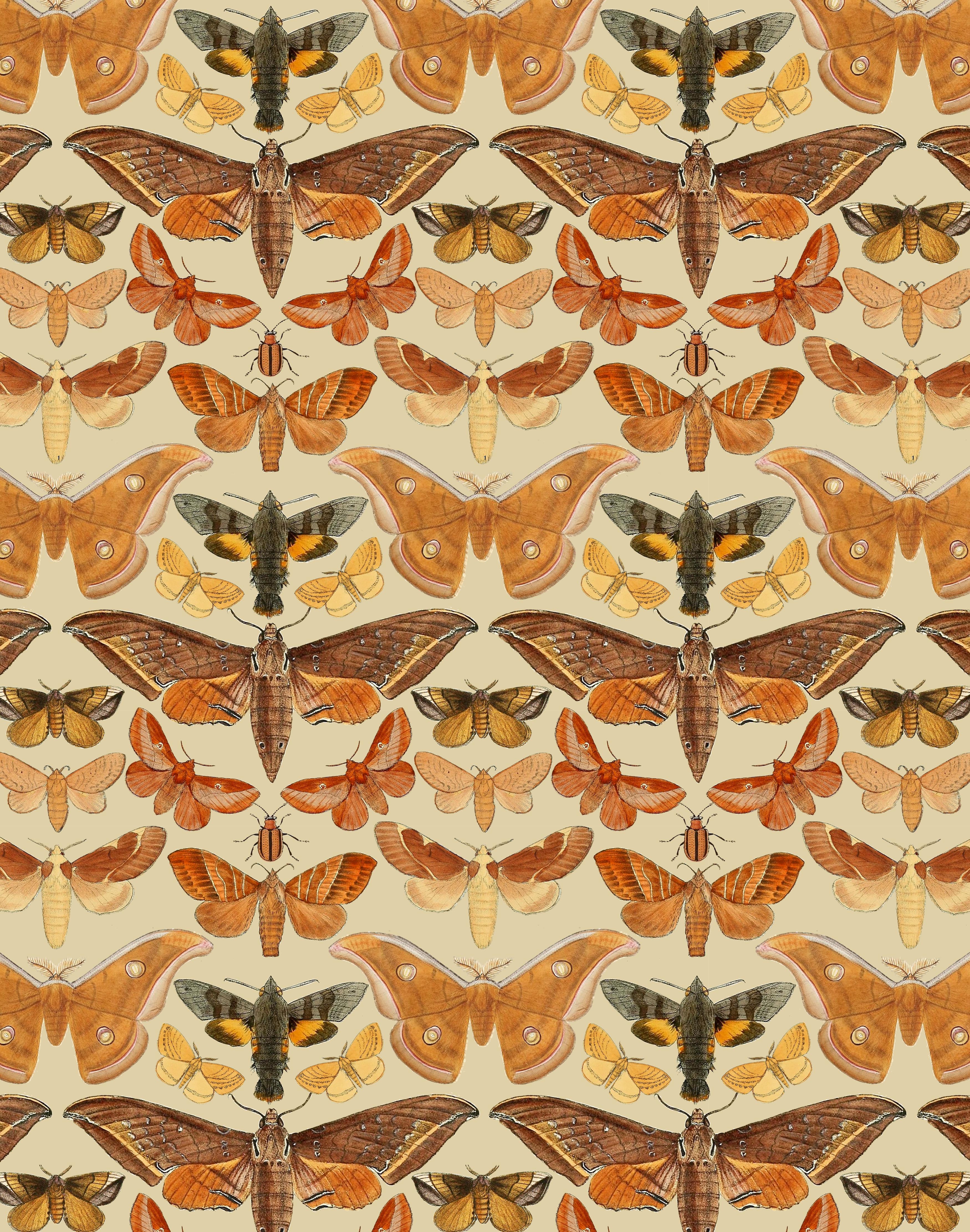 Hawk Moth Print