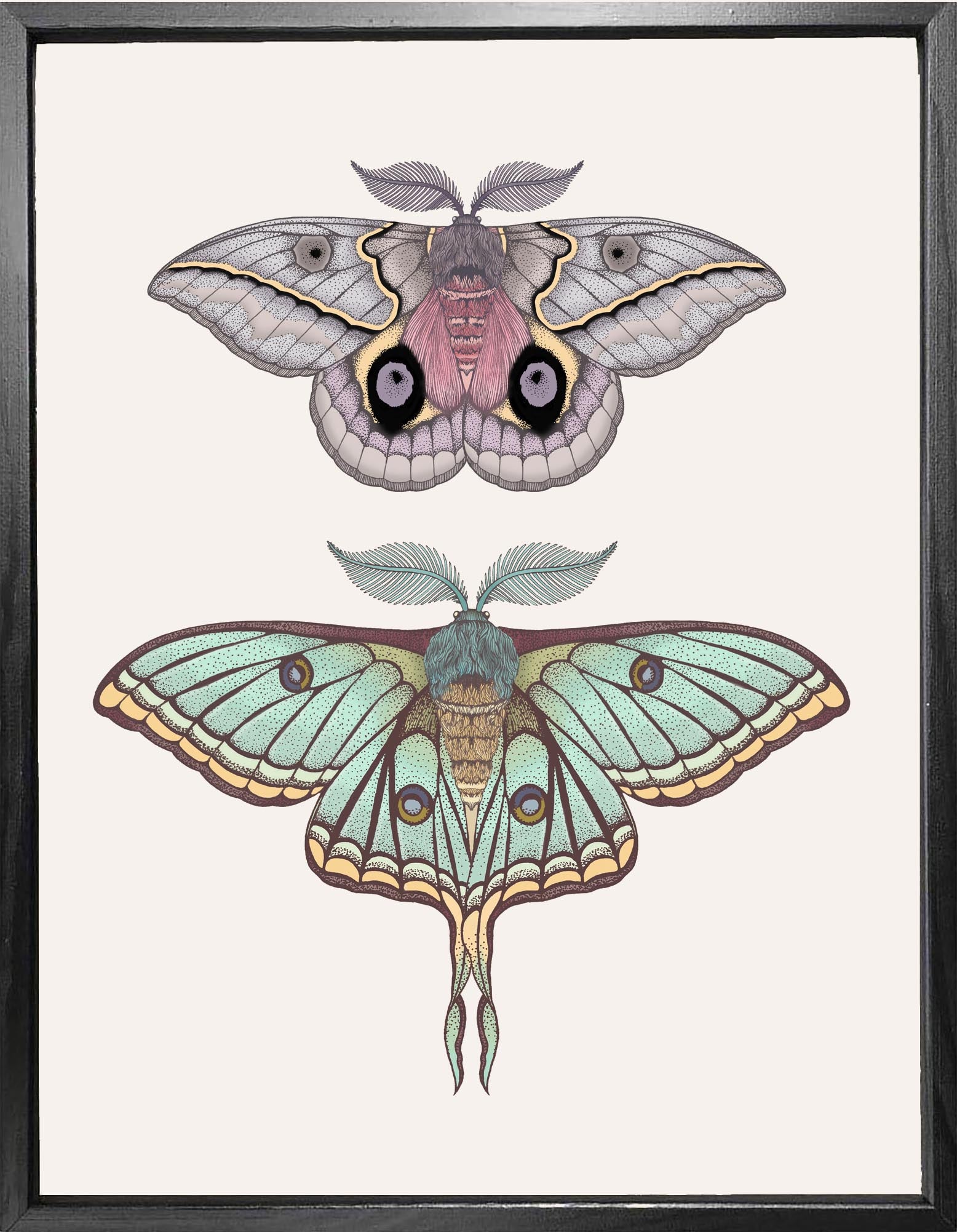 'Antique Luna & Automeris Frankae Moths' Fine Art Print