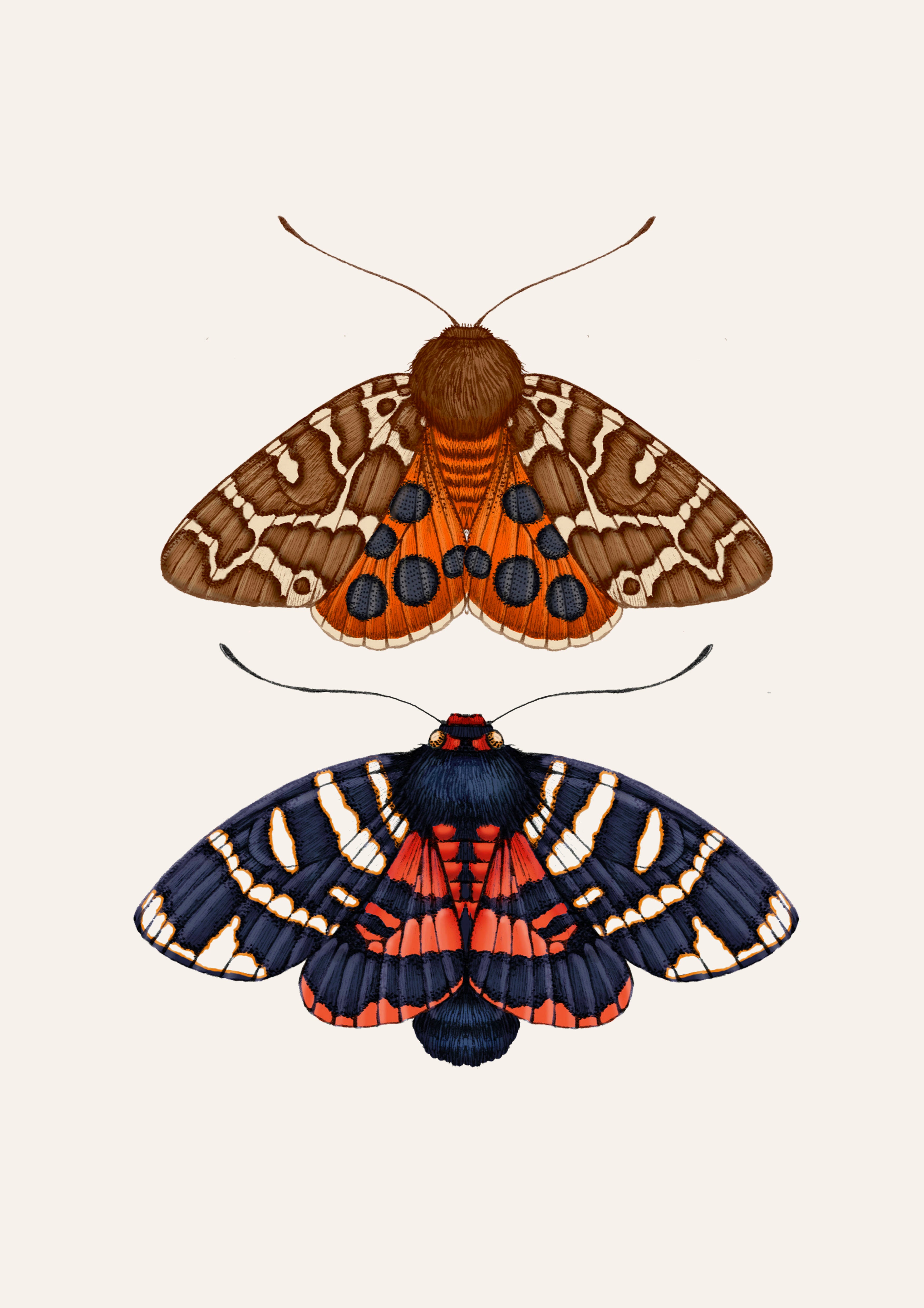 'Antique British Moths II' Fine Art Print