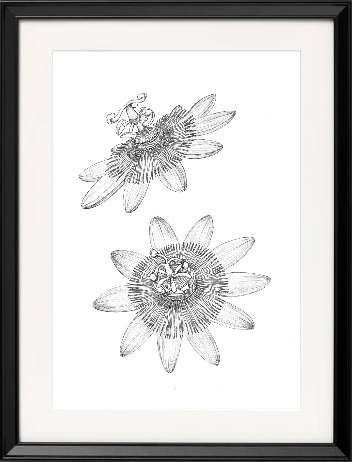 'Passion Flower, 2024' | Signed Original A4 Illustration