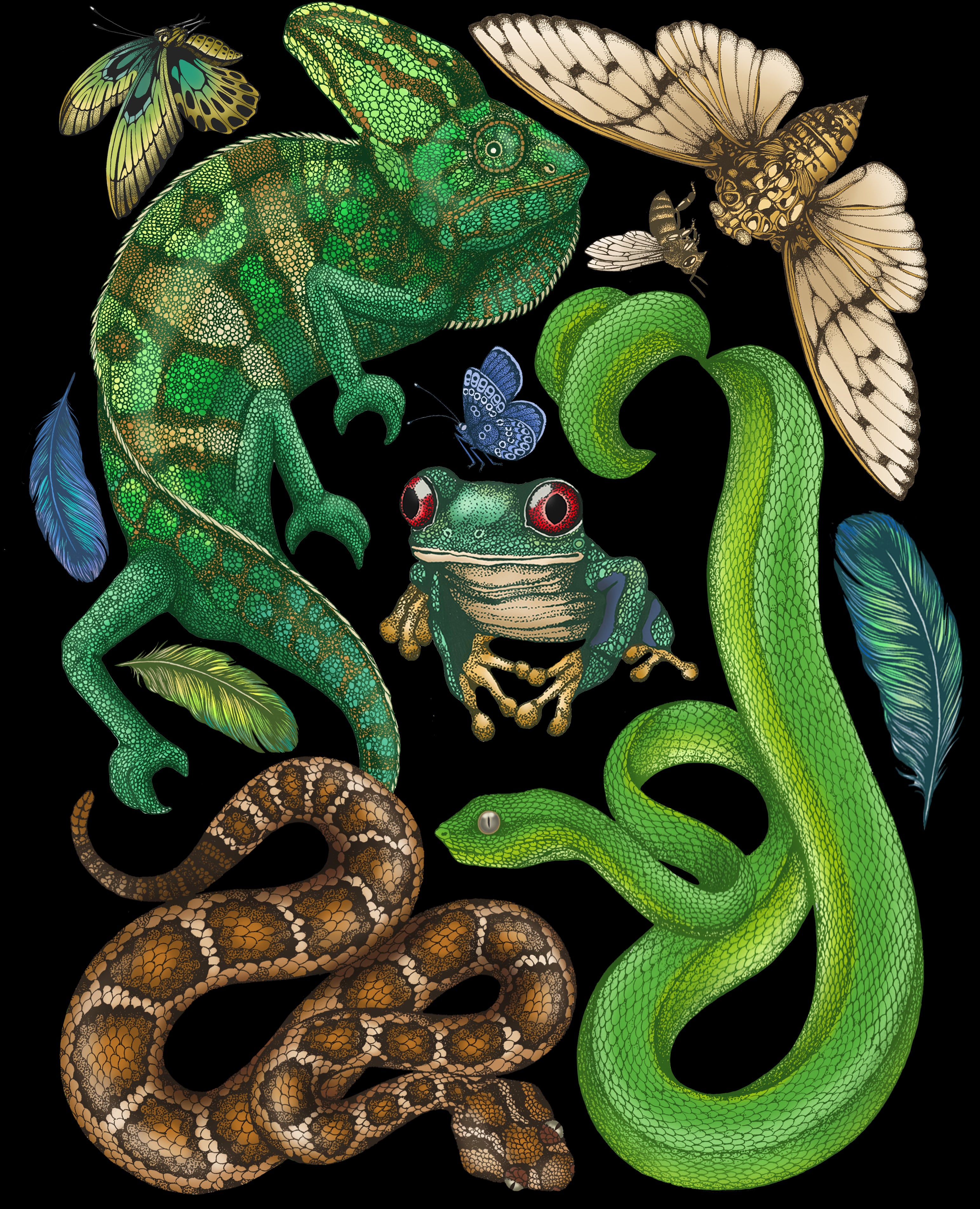 'Antique Reptiles & Amphibians - Black' Fine Art Print