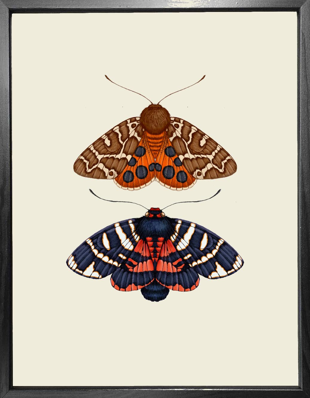 'Antique British Moths II' Fine Art Print