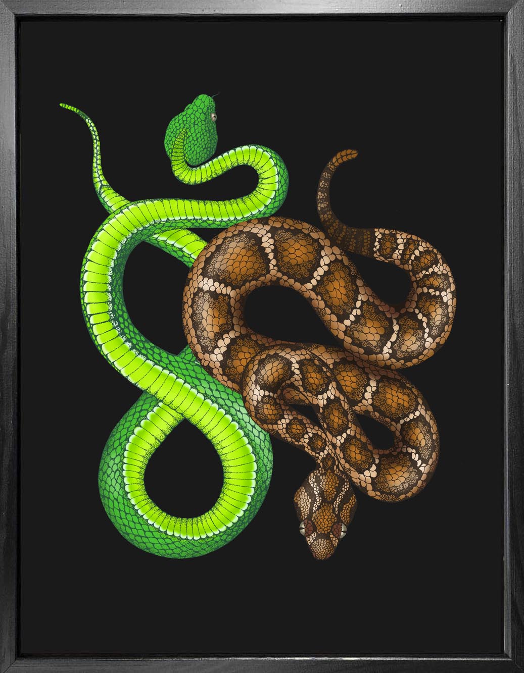'Antique Viper & Rattle Snake' Fine Art Print