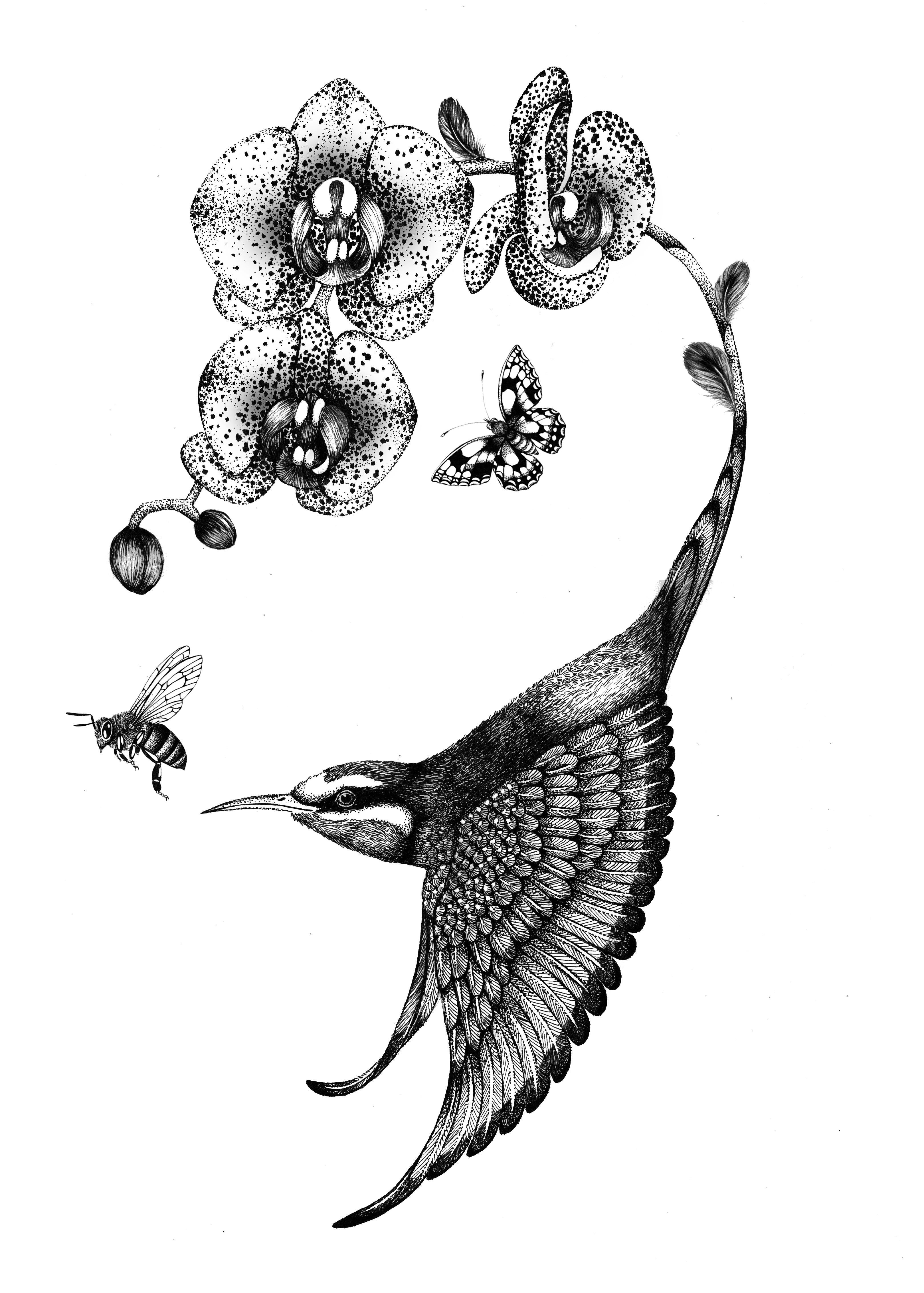'Apiaster Orchidae' Fine Art Print - Emily Carter London