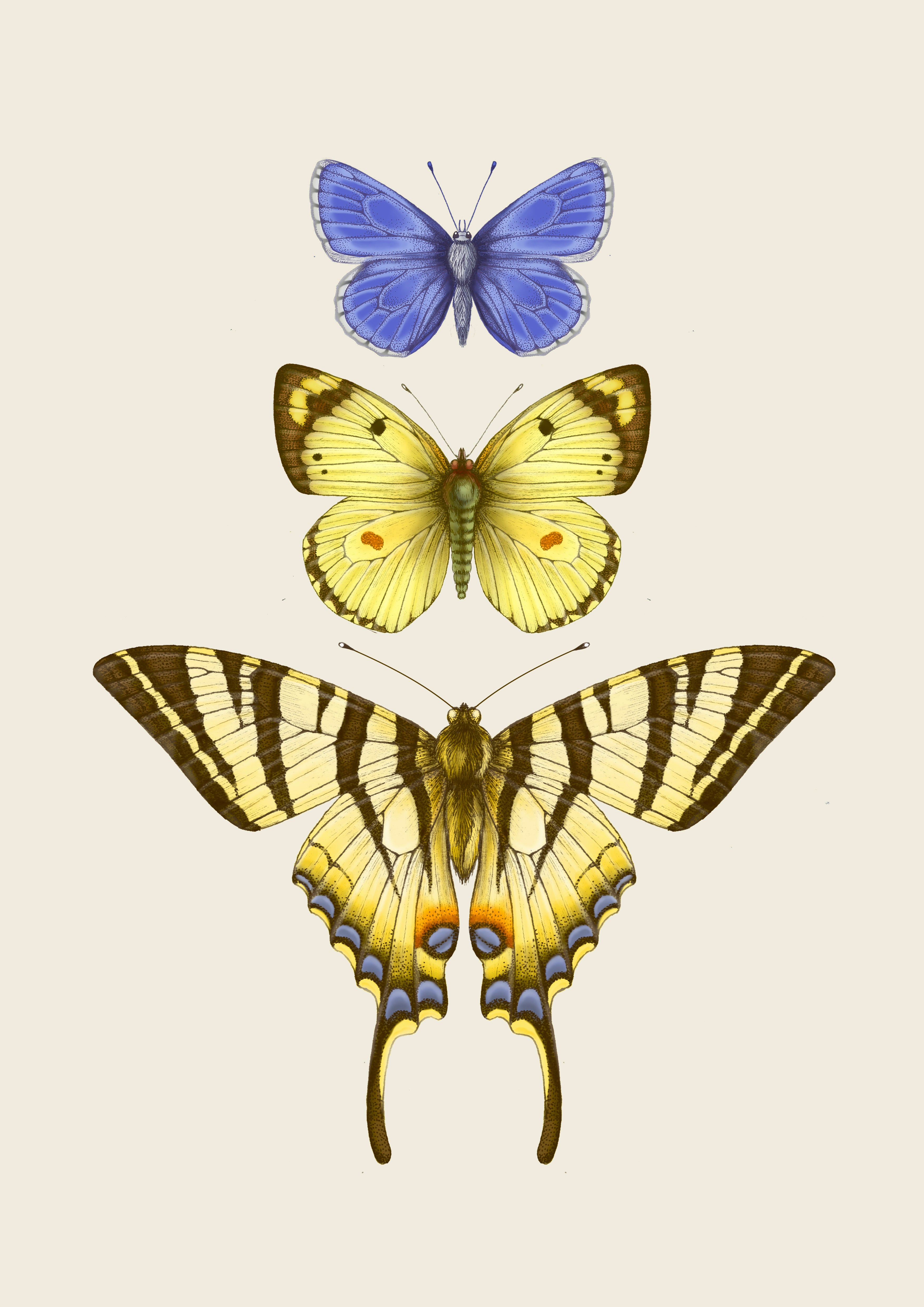 'Antique British Butterflies III' Fine Art Print
